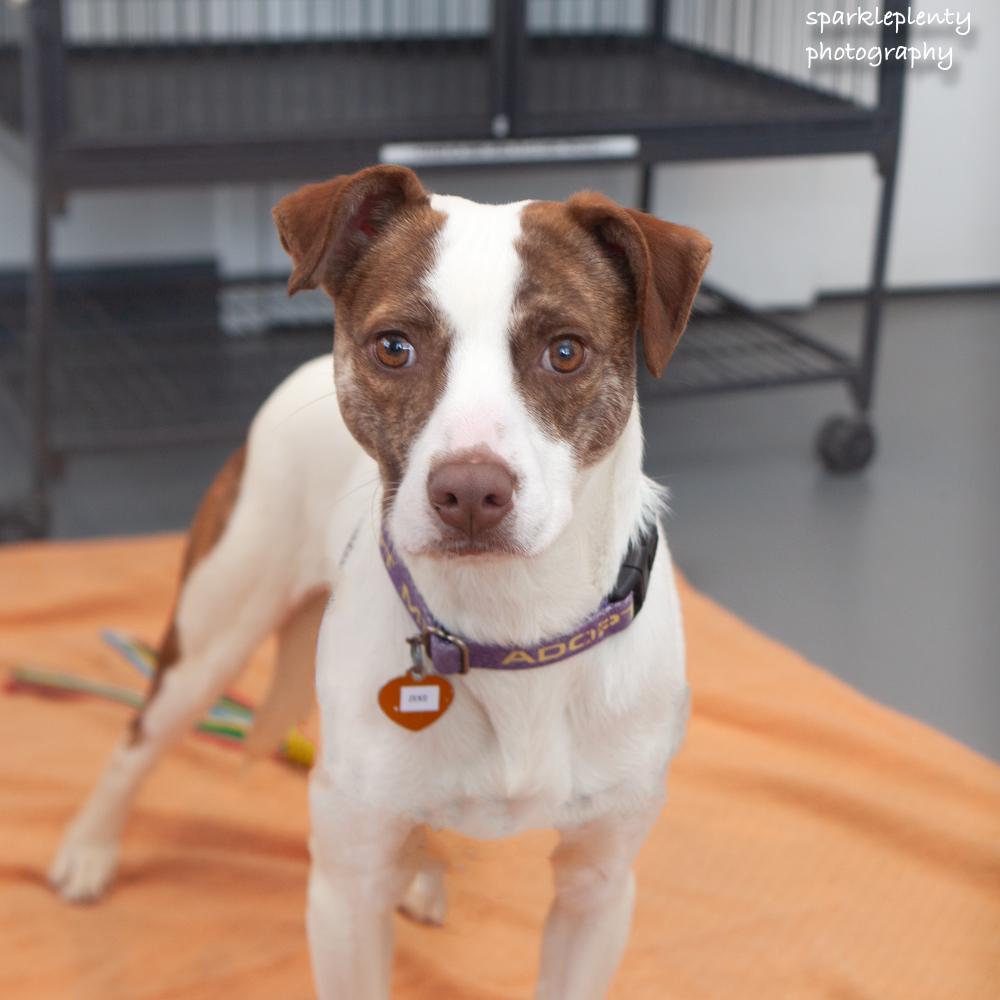 Enlarge Zeke Stane, an adoptable Mixed Breed in Ridgefield, CT image 2/6