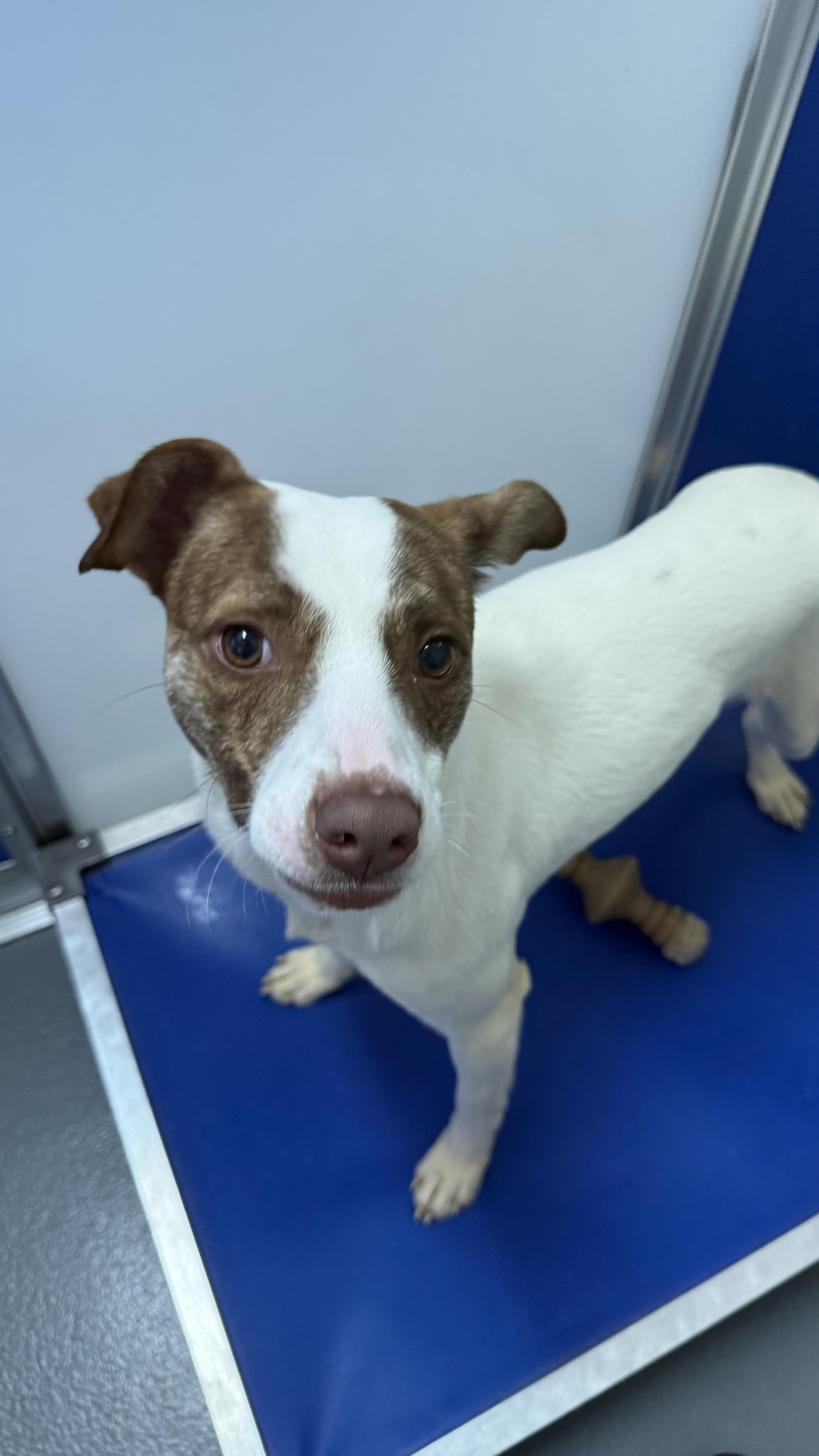 Enlarge Zeke Stane, an adoptable Mixed Breed in Ridgefield, CT image 6/6