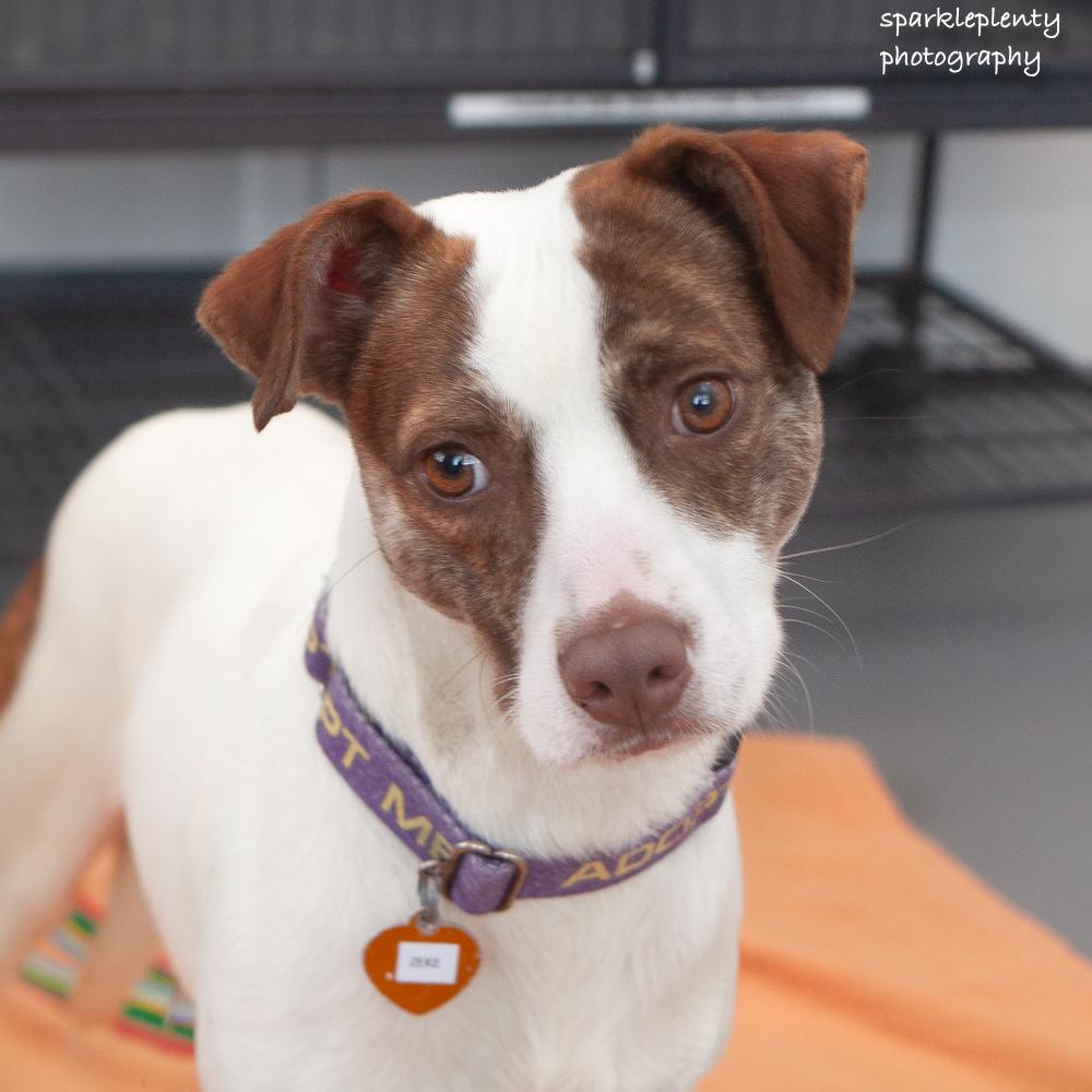 Enlarge Zeke Stane, an adoptable Mixed Breed in Ridgefield, CT image 3/6