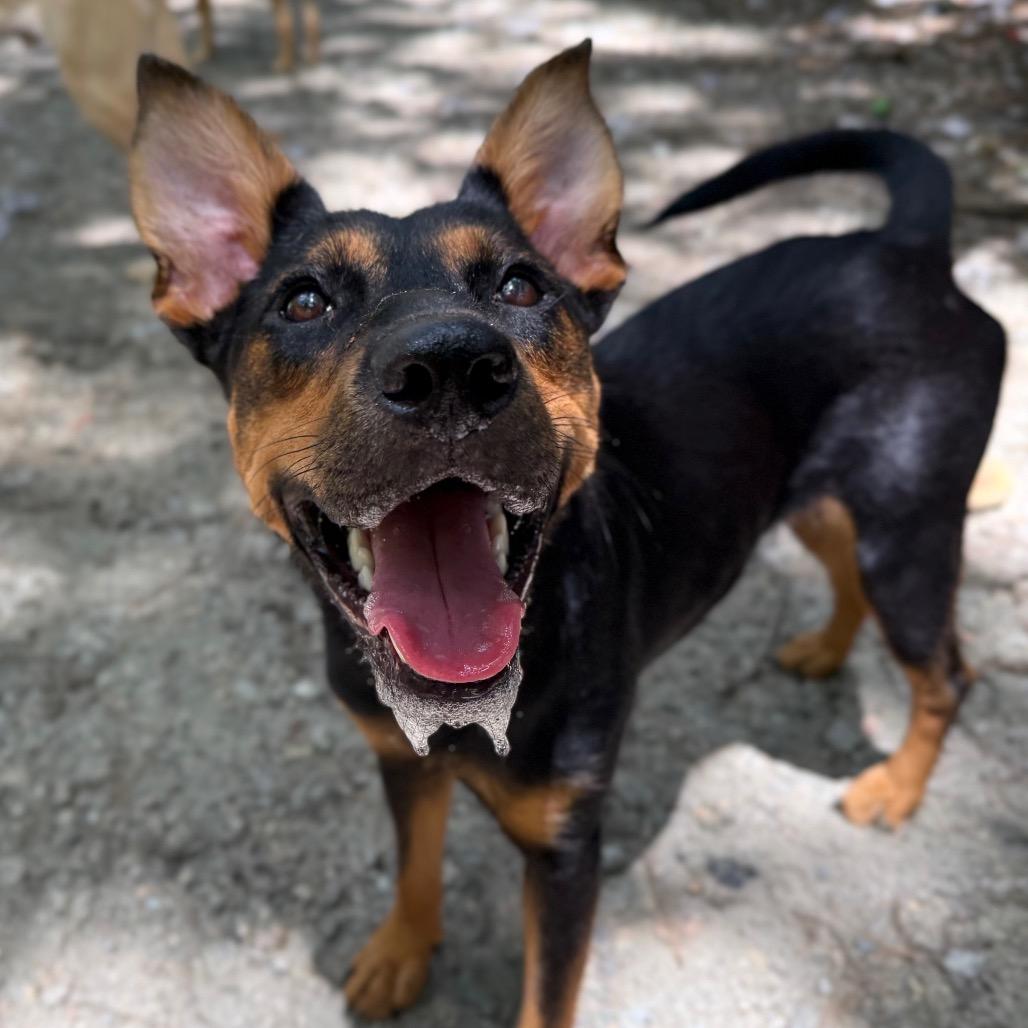 Girlie, Adoptable, Adult Female German Pinscher & Mixed Breed.