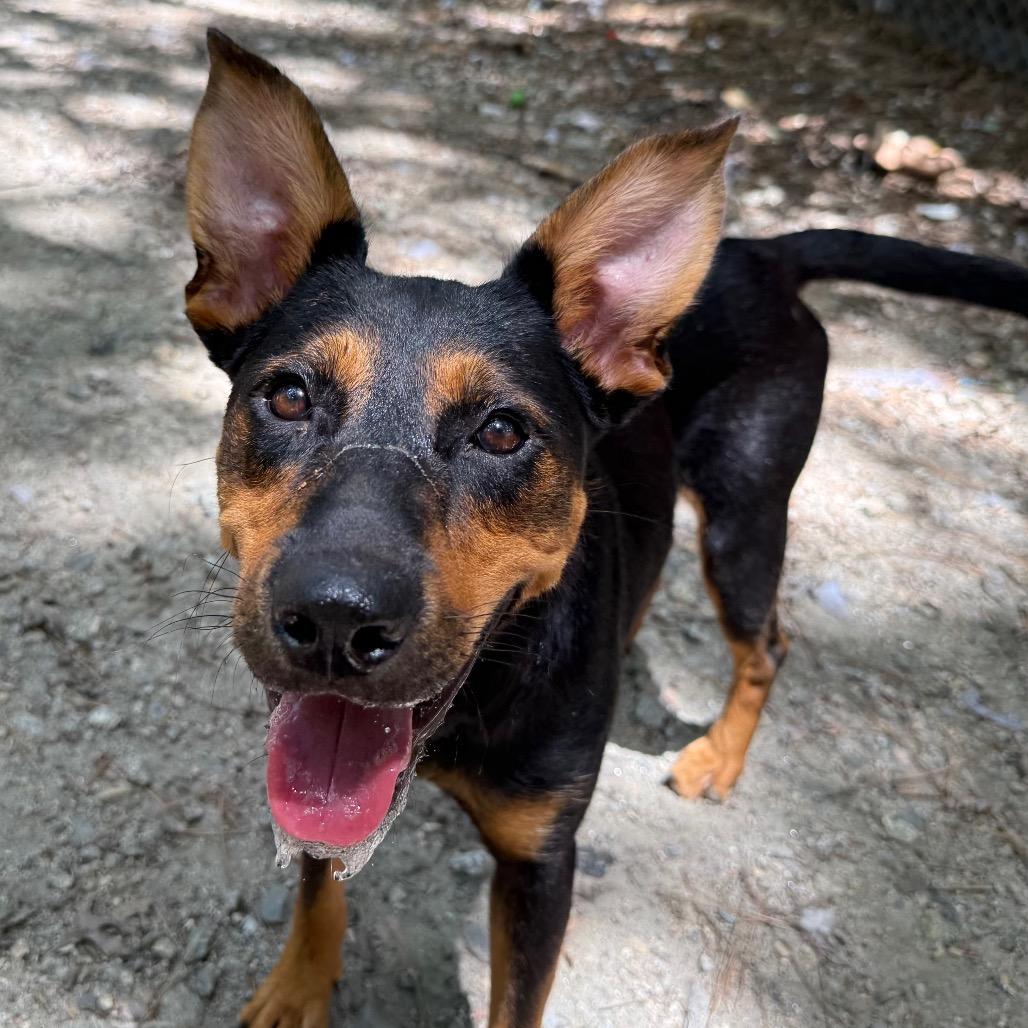 Enlarge Girlie, a Adoptable mixed breed in Aberdeen, NC image 2/6