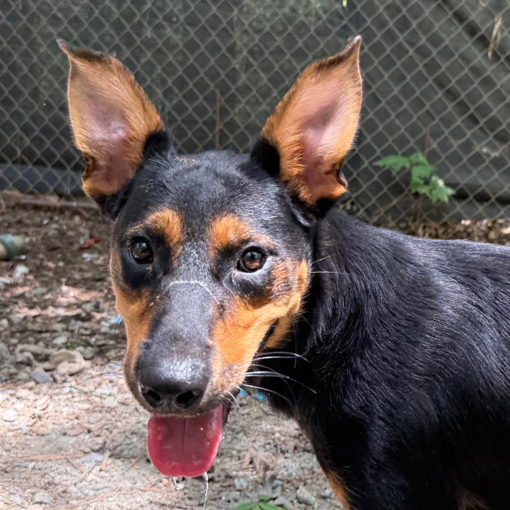Enlarge Girlie, a Adoptable mixed breed in Aberdeen, NC image 3/6