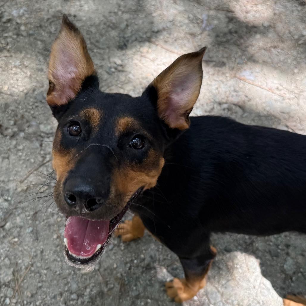 Enlarge Girlie, a Adoptable mixed breed in Aberdeen, NC image 4/6