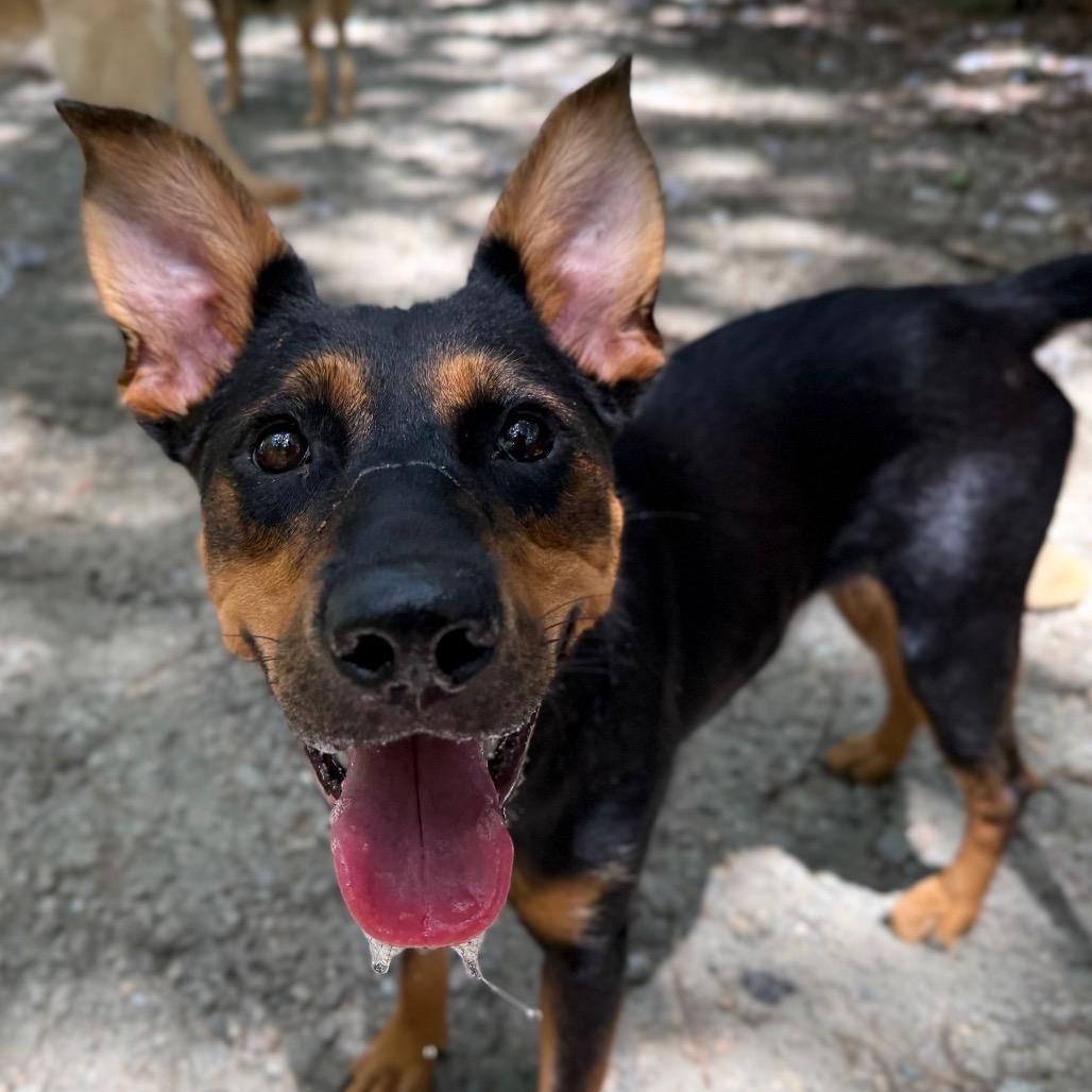 Enlarge Girlie, a Adoptable mixed breed in Aberdeen, NC image 5/6