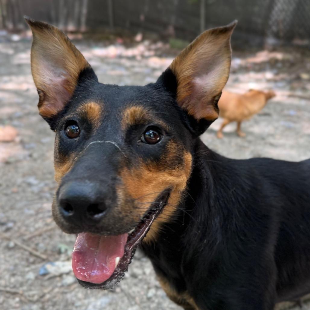 Enlarge Girlie, a Adoptable mixed breed in Aberdeen, NC image 6/6