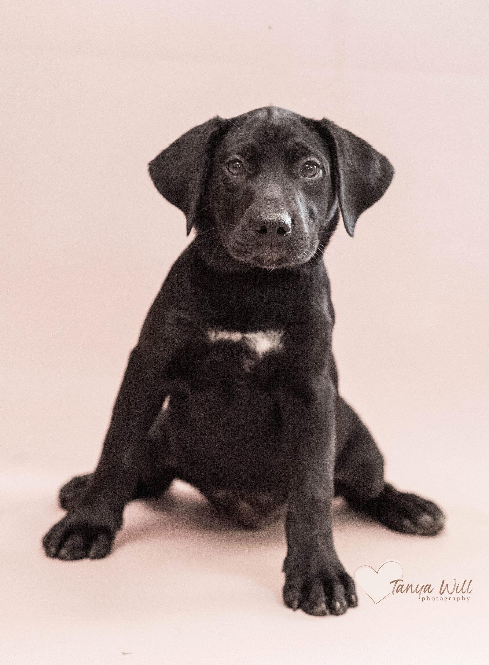 Lemon, Adopted, Young Female Labrador Retriever.
