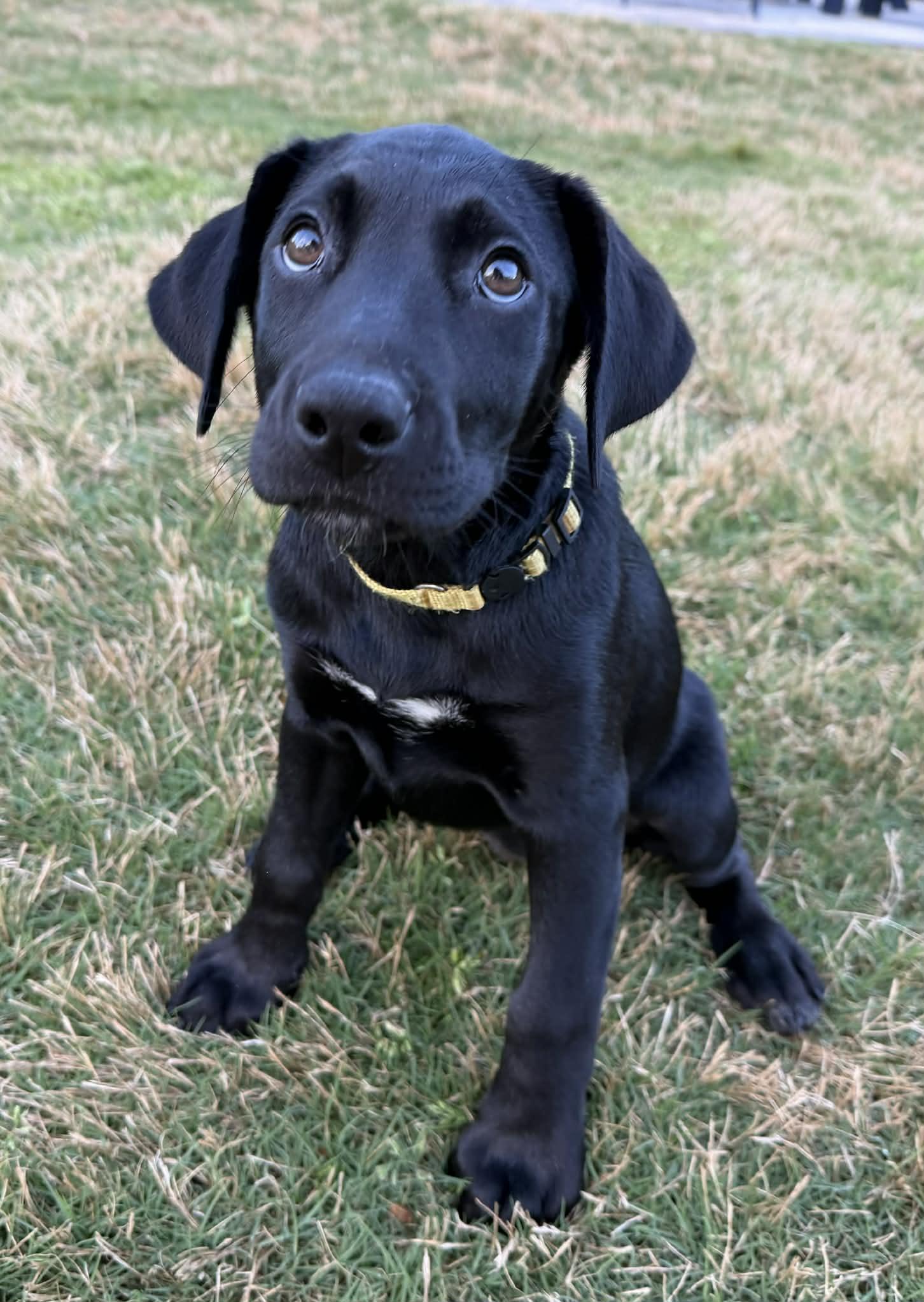 Enlarge Lemon, a Adopted Labrador Retriever in Greenville, SC image 2/3