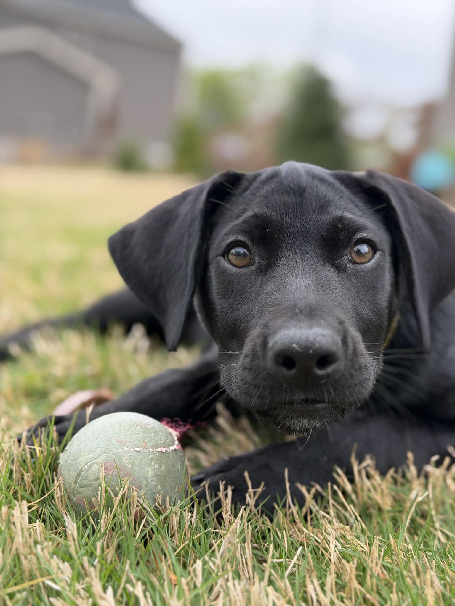 Enlarge Lemon, a Adopted Labrador Retriever in Greenville, SC image 3/3