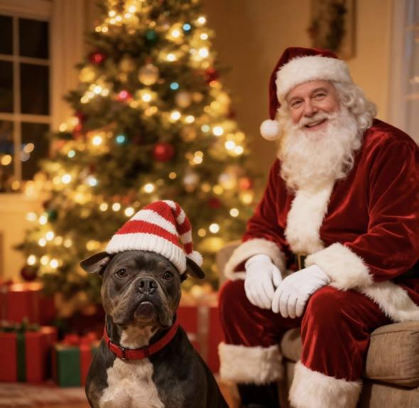 Enlarge Bubba, a Adoptable American Bully in LEHIGH ACRES, FL image 2/6