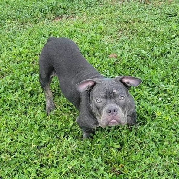 Enlarge Bubba, a Adoptable American Bully in LEHIGH ACRES, FL image 3/6