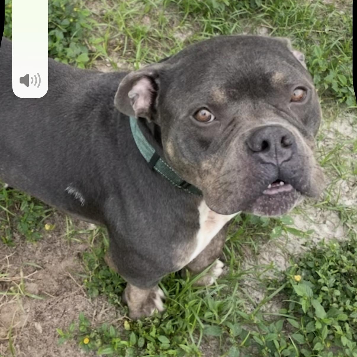 Enlarge Bubba, a Adoptable American Bully in LEHIGH ACRES, FL image 4/6