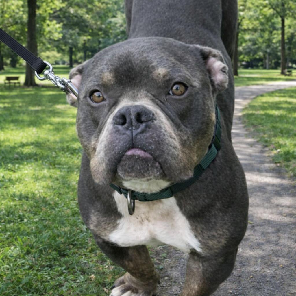 Bubba, Adoptable, Adult Male American Bully.