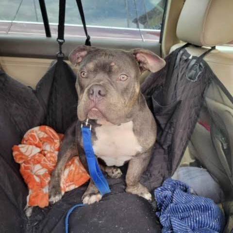 Enlarge Bubba, a Adoptable American Bully in LEHIGH ACRES, FL image 6/6