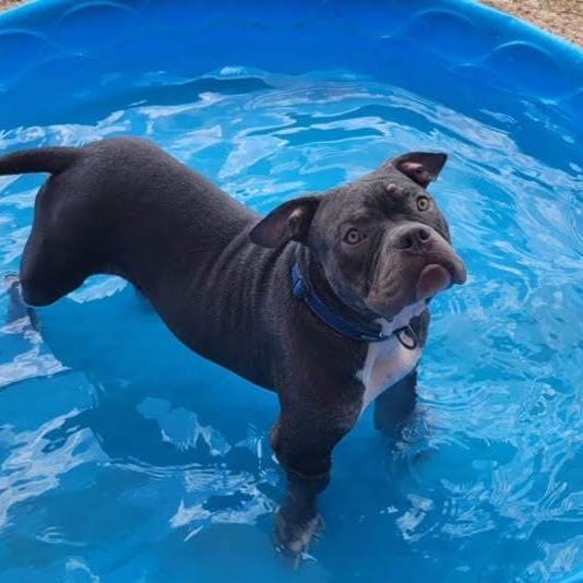 Bubba, Adoptable, Adult Male American Bully.