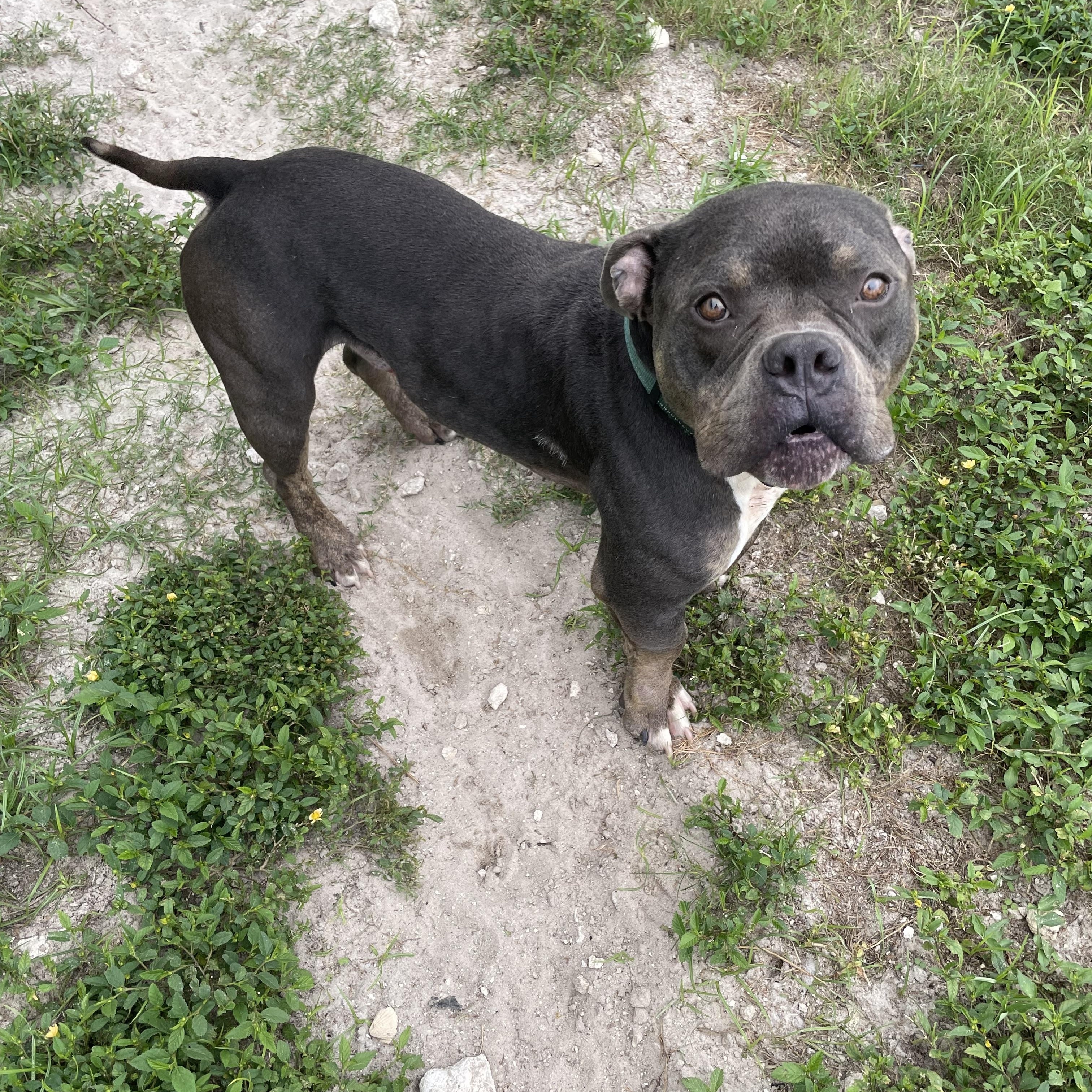 Enlarge Bubba, a Adoptable American Bully in LEHIGH ACRES, FL image 5/6
