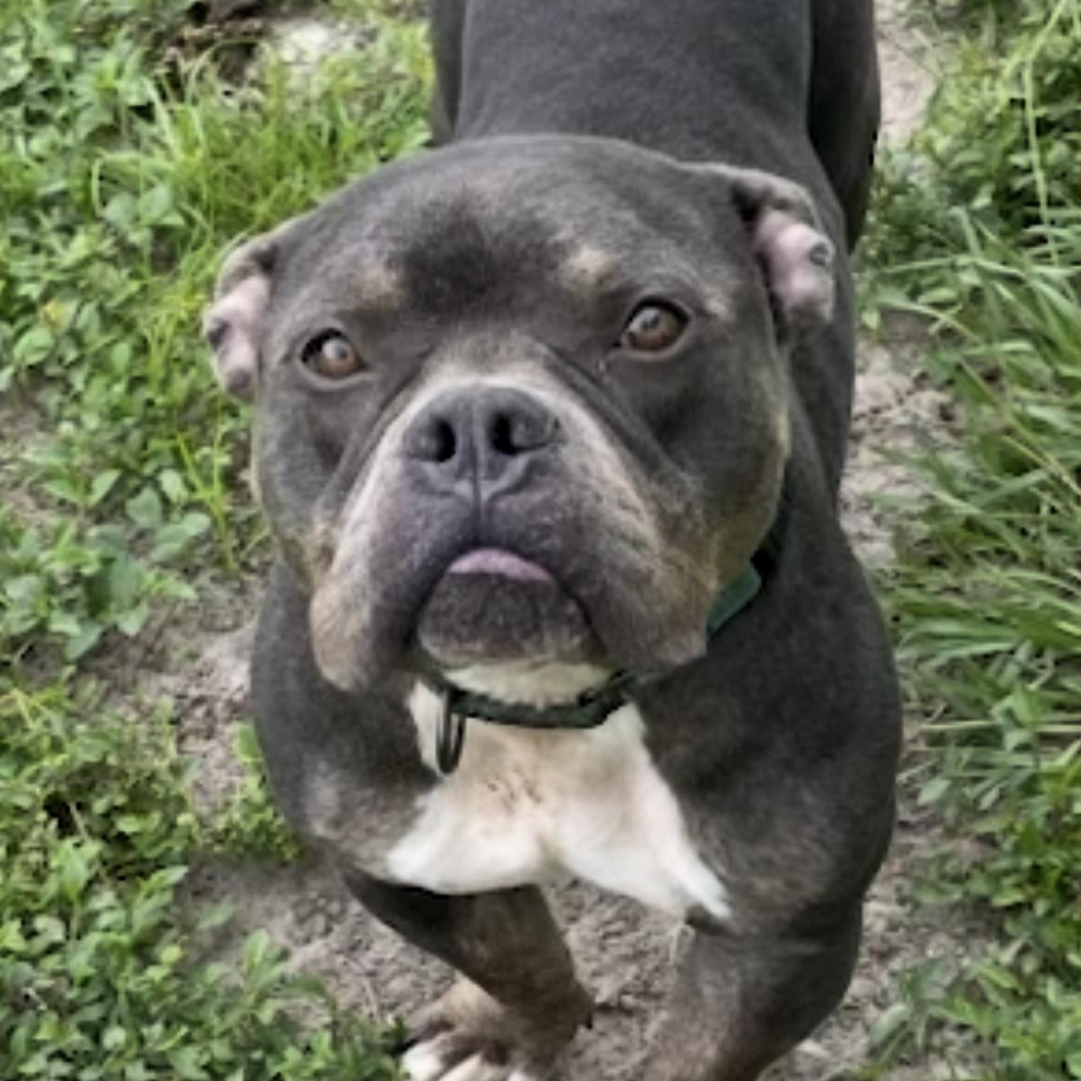 Enlarge Bubba, a Adoptable American Bully in LEHIGH ACRES, FL image 2/6