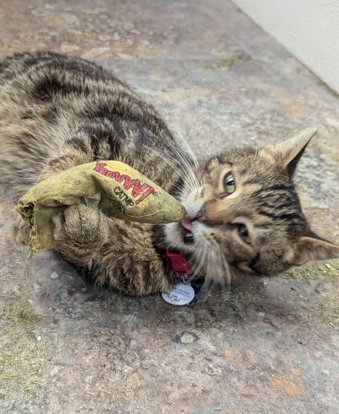 Cannon, an adoptable Domestic Short Hair in Grand Rapids, MI image 1/6