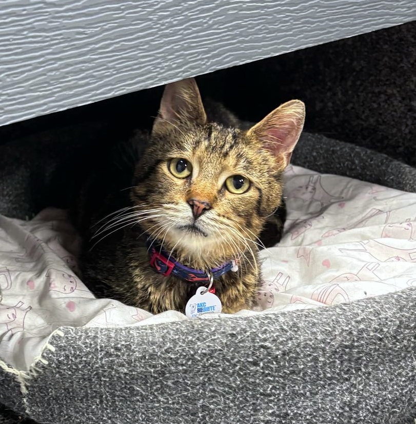 Cannon, an adoptable Domestic Short Hair in Grand Rapids, MI image 3/6