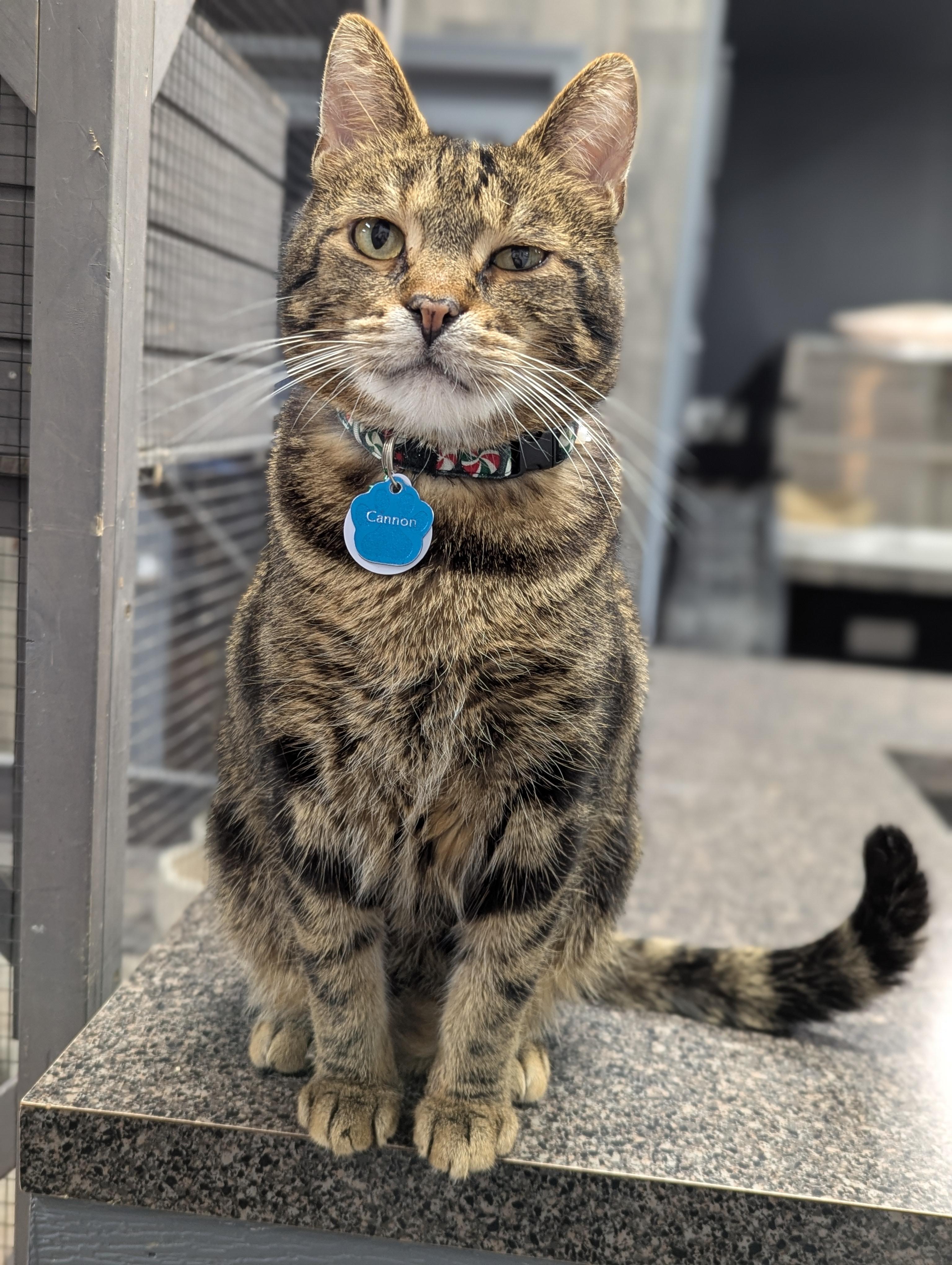 Cannon, an adoptable Domestic Short Hair in Grand Rapids, MI image 5/6