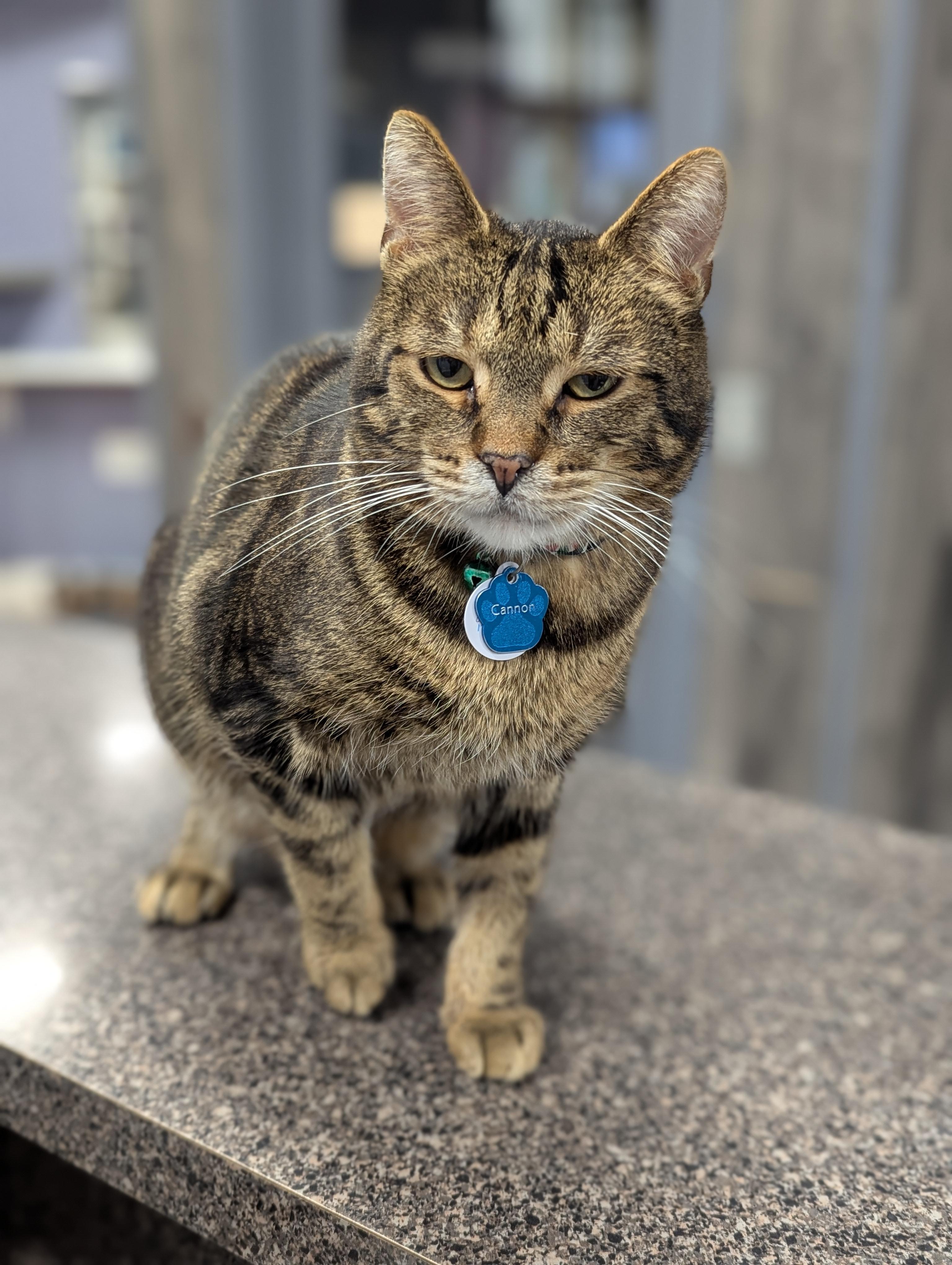 Cannon, an adoptable Domestic Short Hair in Grand Rapids, MI image 2/6