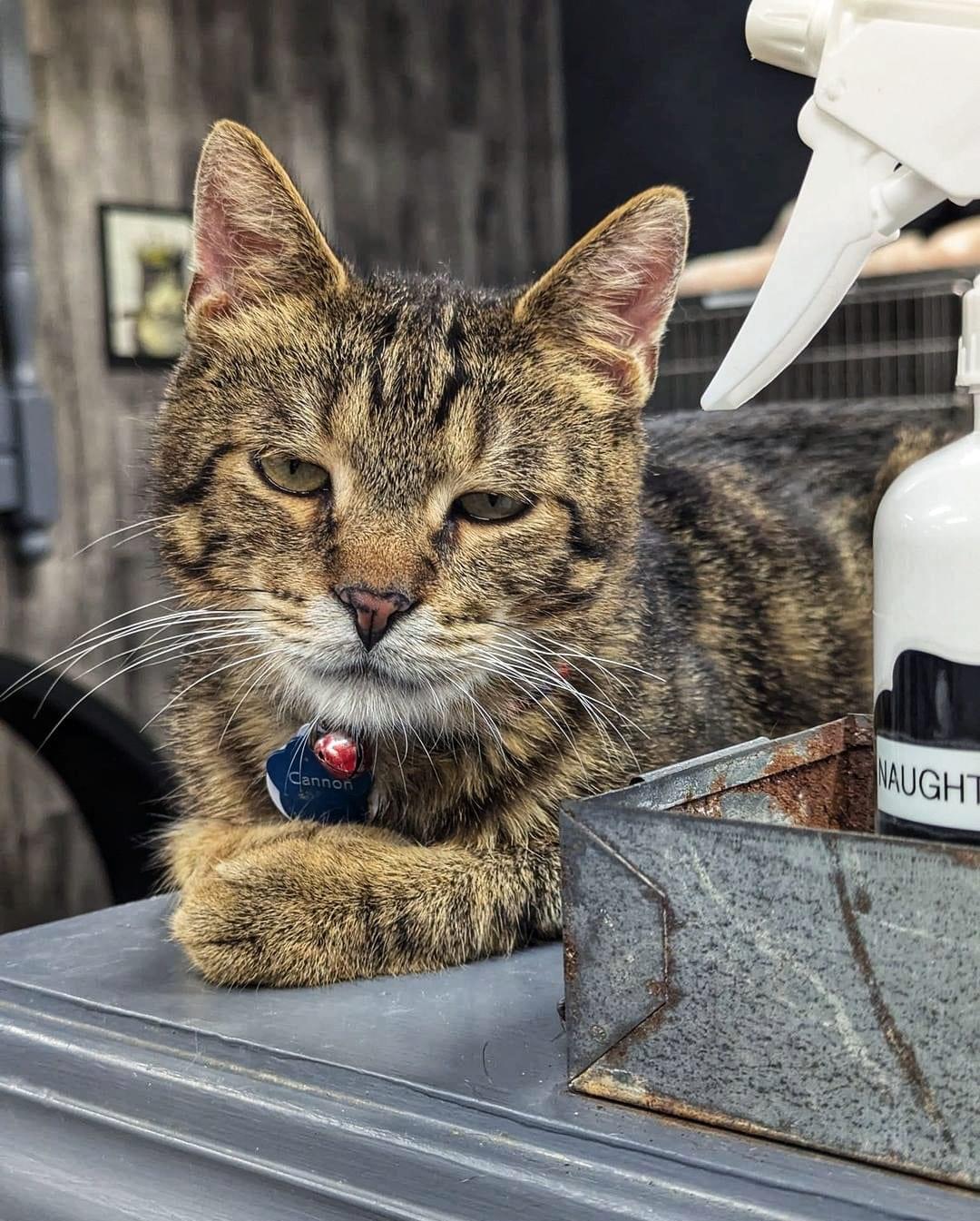 Cannon, an adoptable Domestic Short Hair in Grand Rapids, MI image 4/6