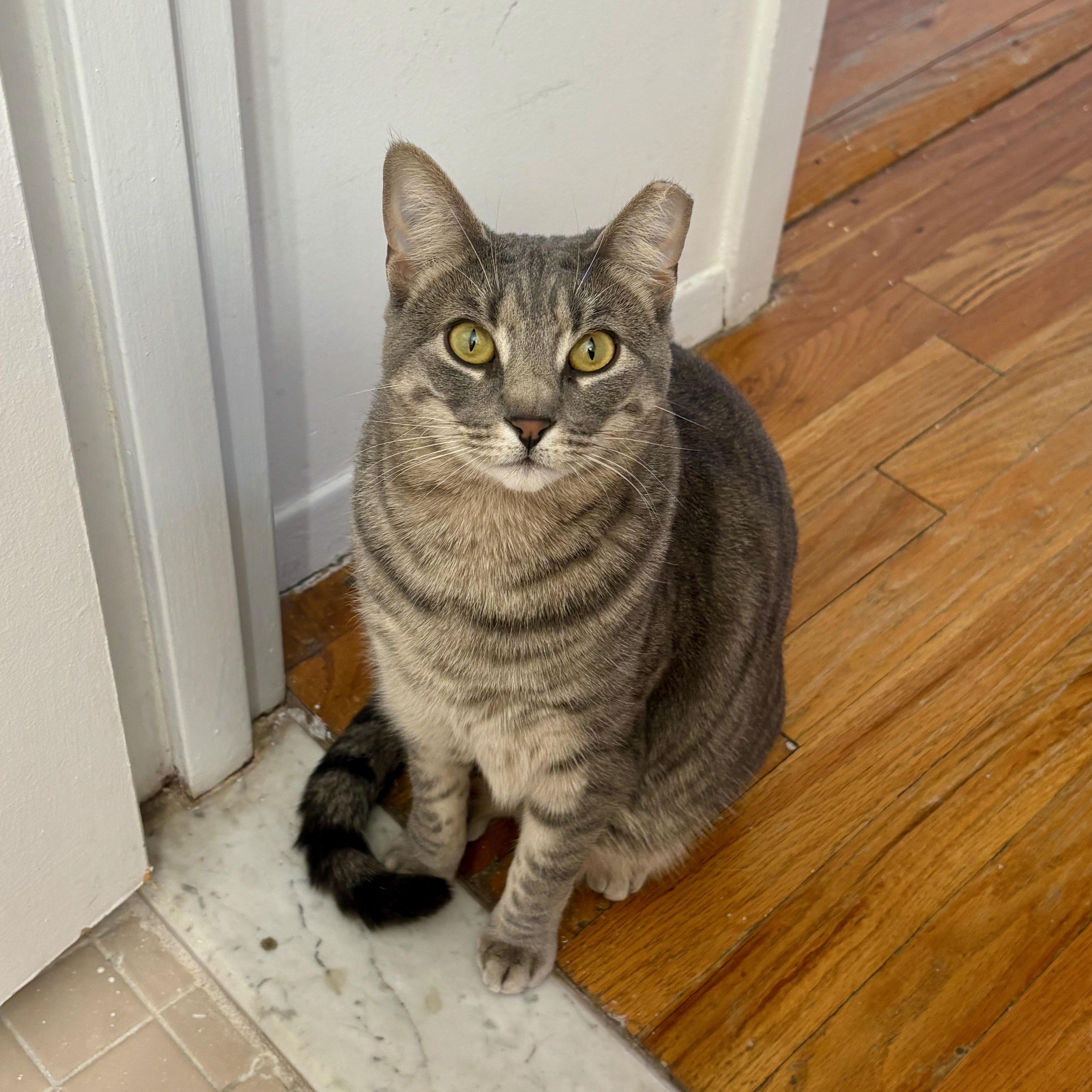 Posh, a ADOPTABLE Domestic Short Hair in Ridgewood, NY image 2/6
