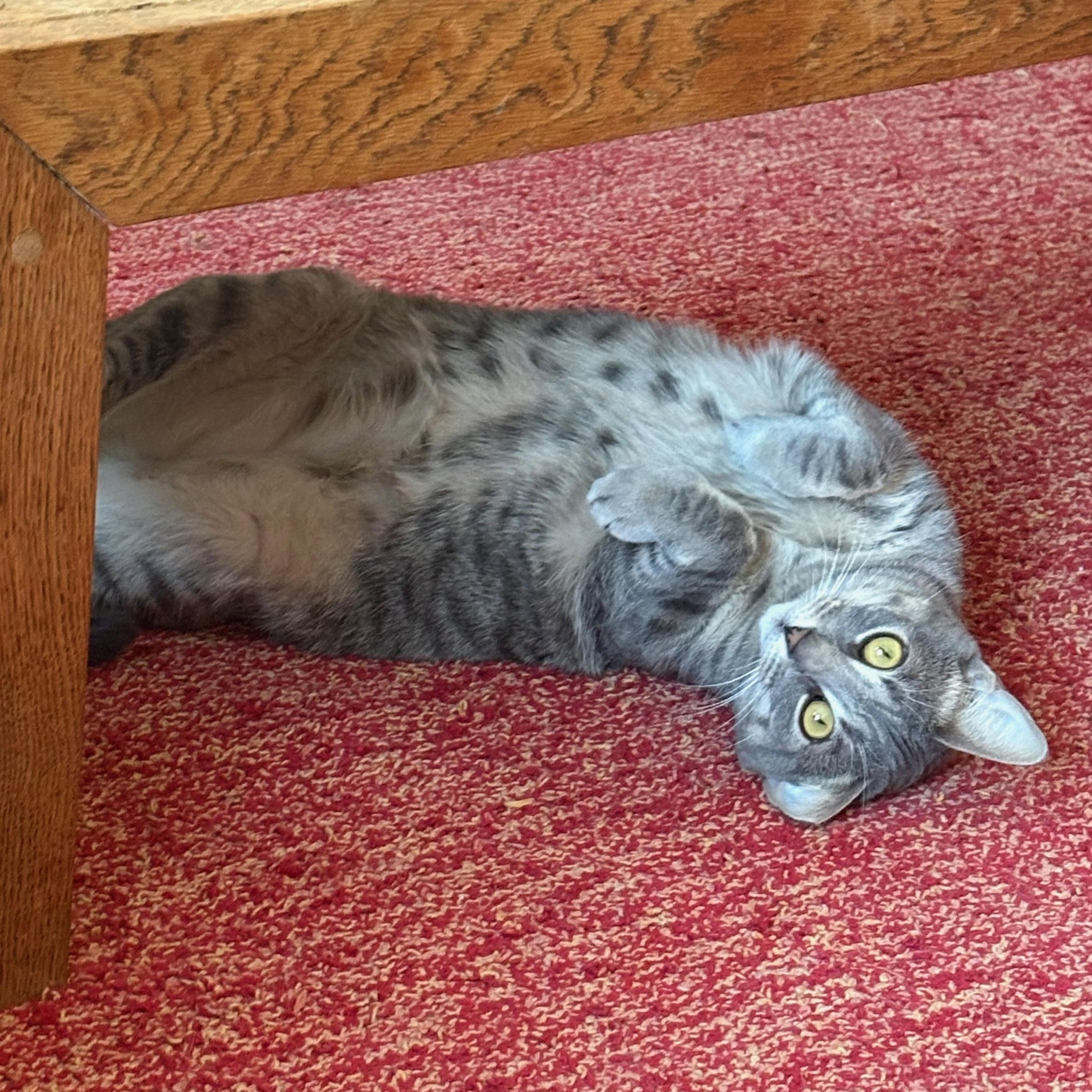Posh, ADOPTABLE, Young Female Domestic Short Hair.