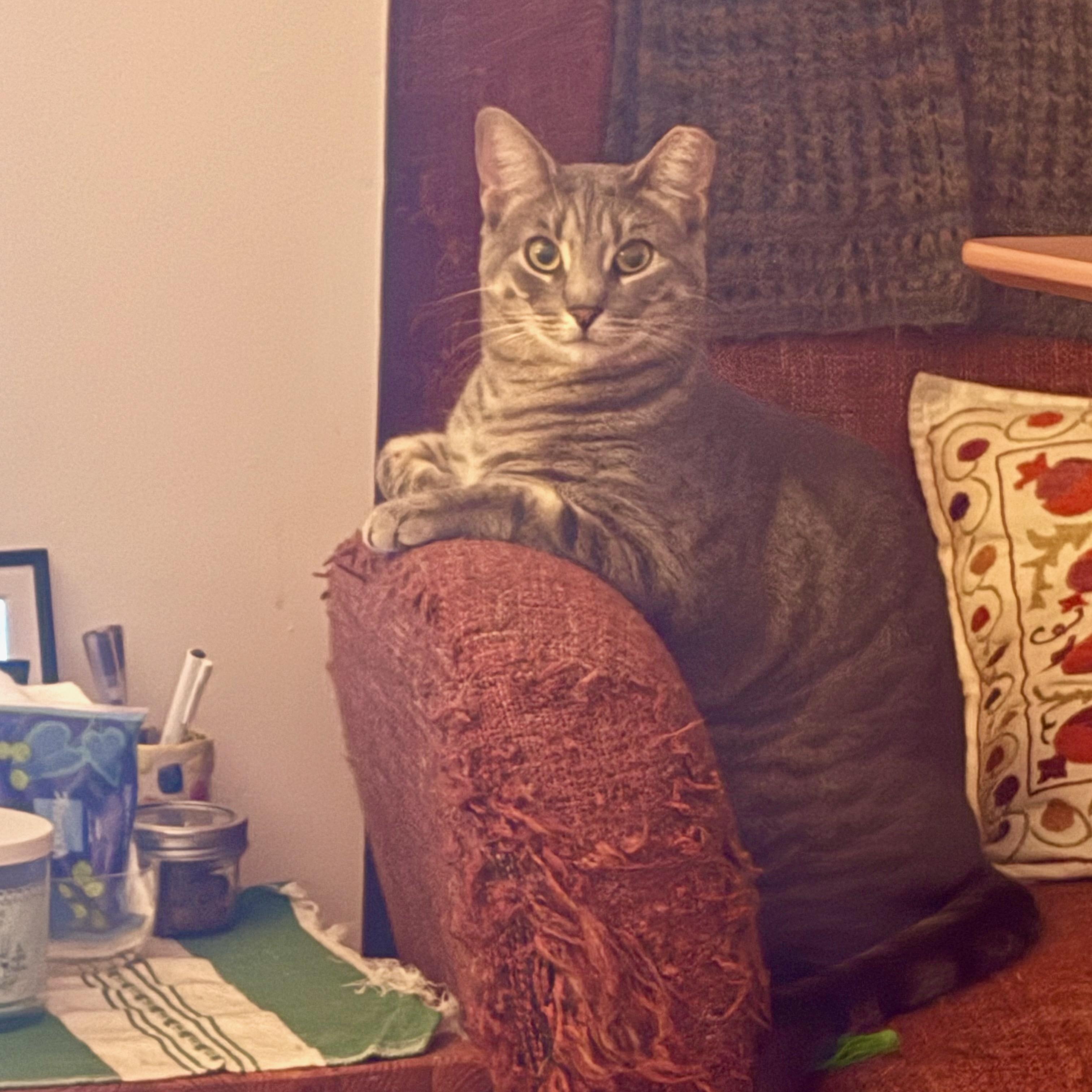 Posh, a ADOPTABLE Domestic Short Hair in Ridgewood, NY image 4/6