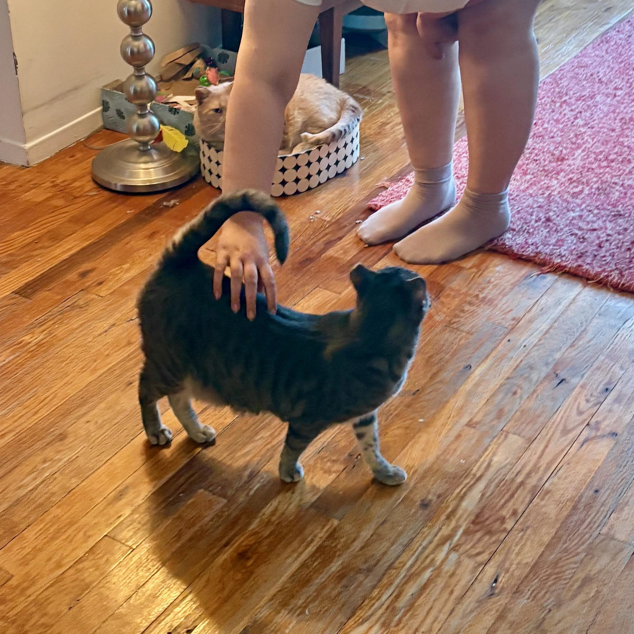 Posh, a ADOPTABLE Domestic Short Hair in Ridgewood, NY image 5/6