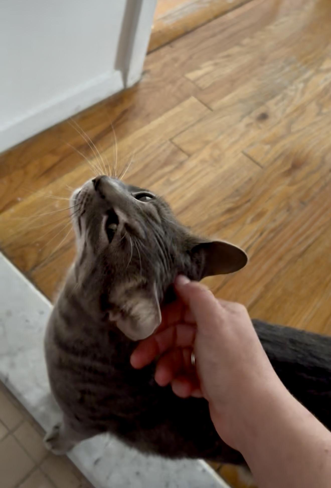 Posh, a ADOPTABLE Domestic Short Hair in Ridgewood, NY image 3/6