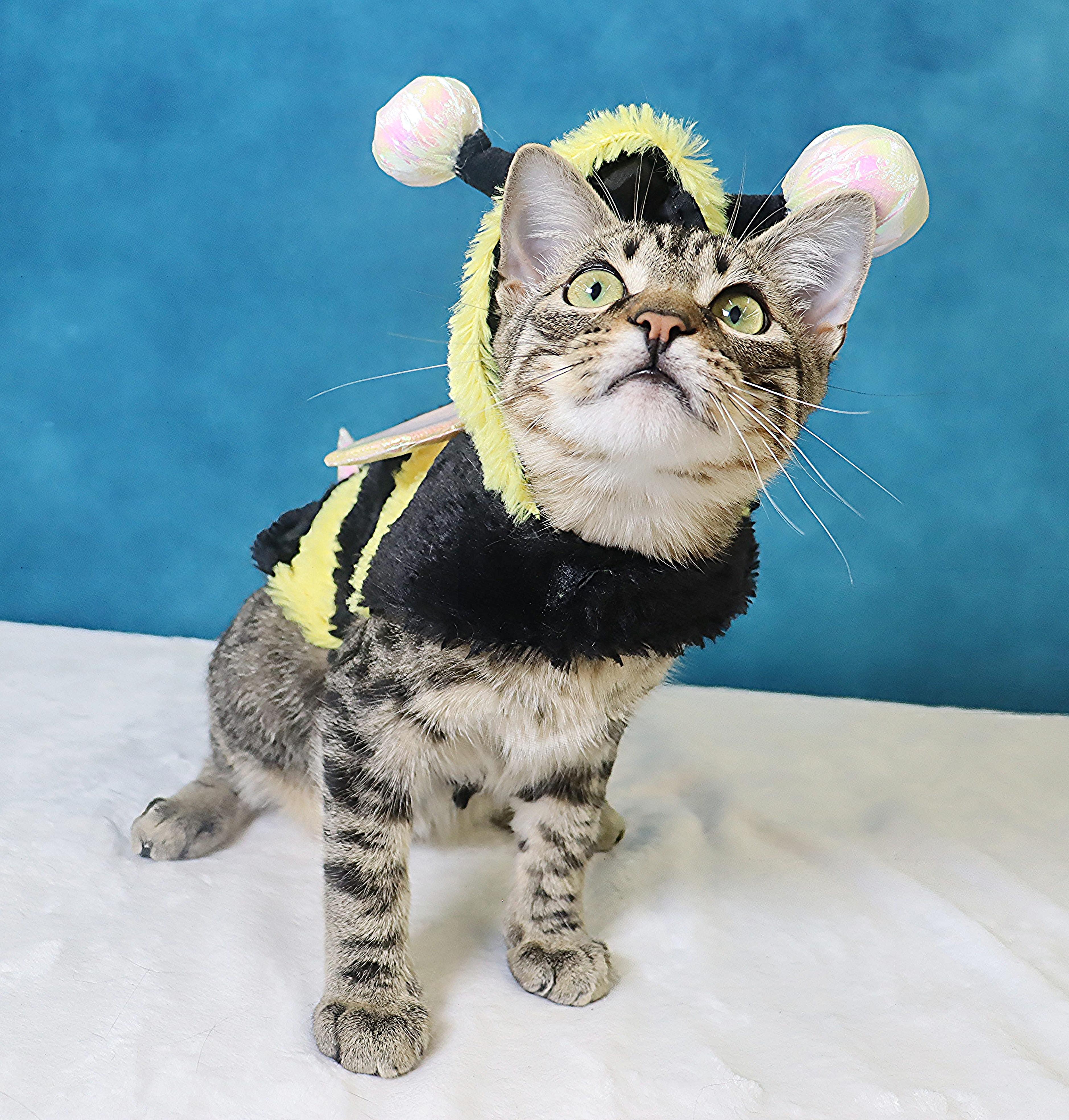 Enlarge Tom Foolery - Curious Class Clown, a Adoptable mixed breed in League City, TX image 4/5