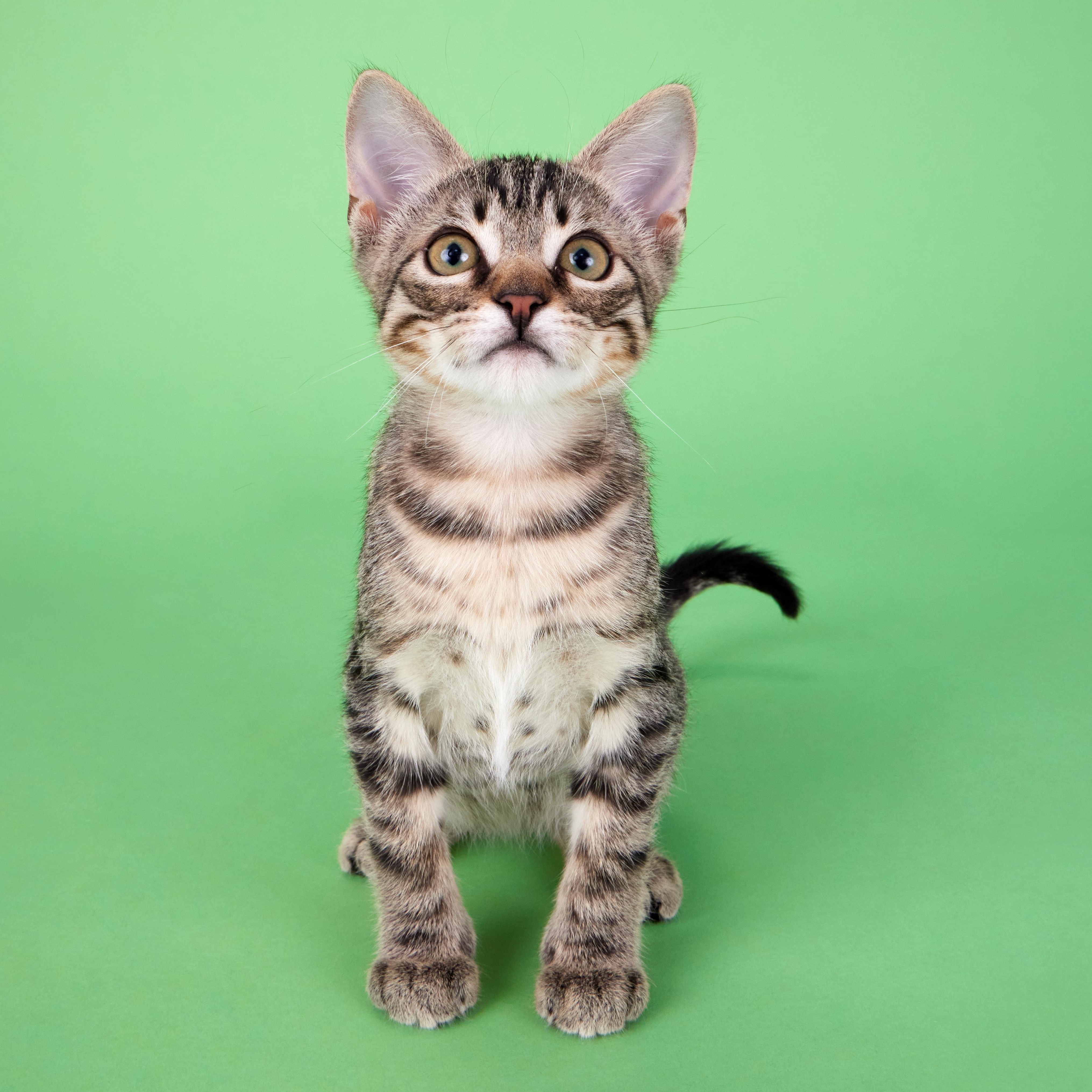 Tom Foolery - Curious Class Clown, a ADOPTABLE mixed breed in League City, TX image 1/6