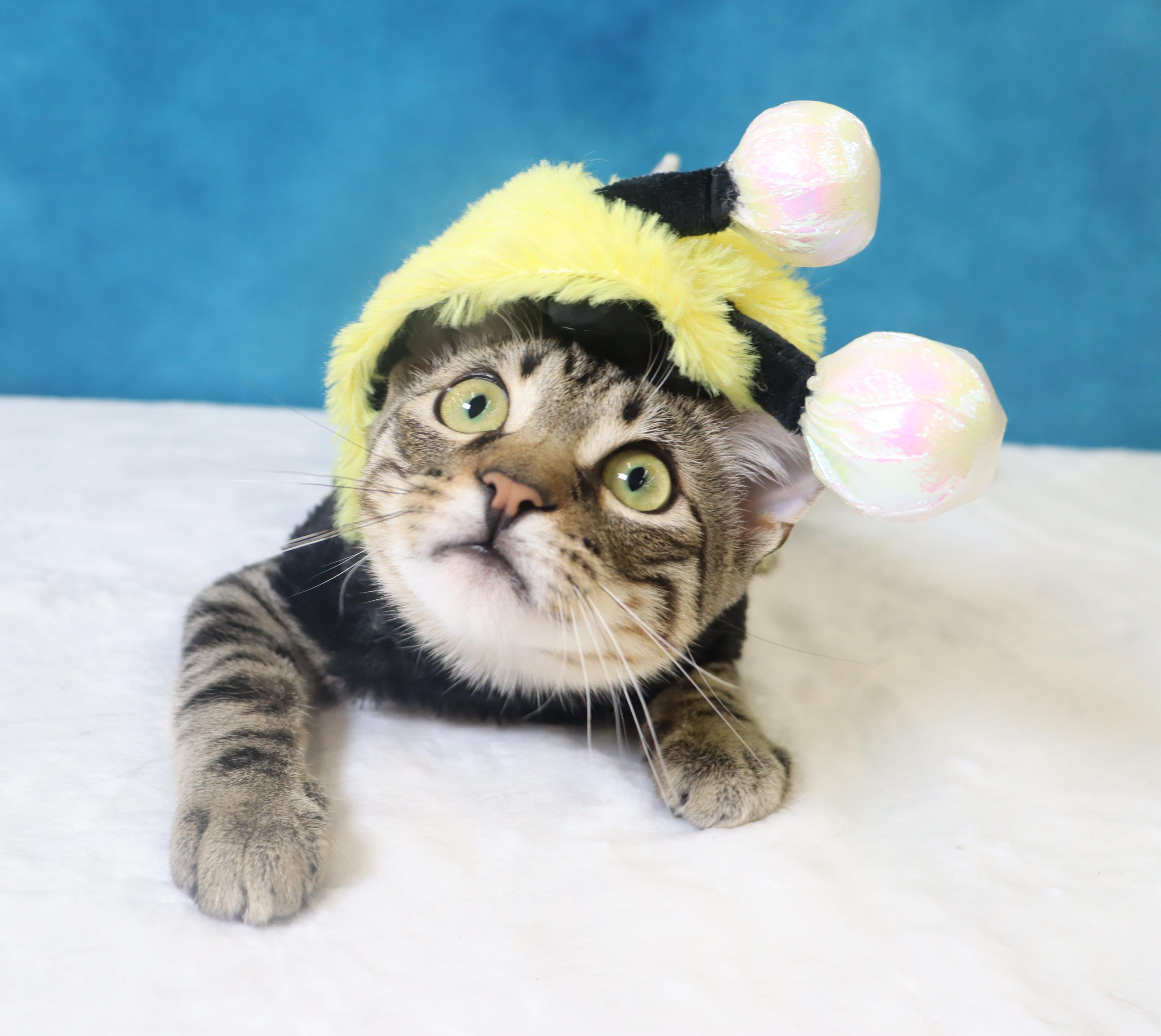 Enlarge Tom Foolery - Curious Class Clown, a Adoptable mixed breed in League City, TX image 1/5