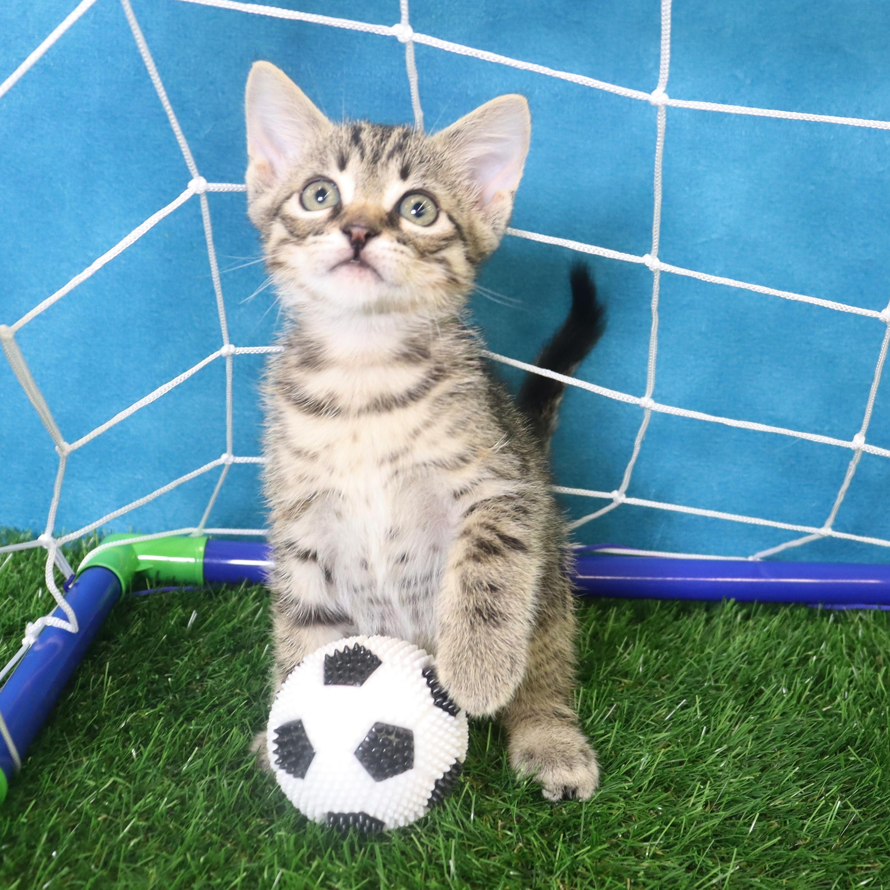 Tom Foolery - Curious Class Clown, ADOPTABLE, Kitten Male Domestic Short Hair & Tabby.