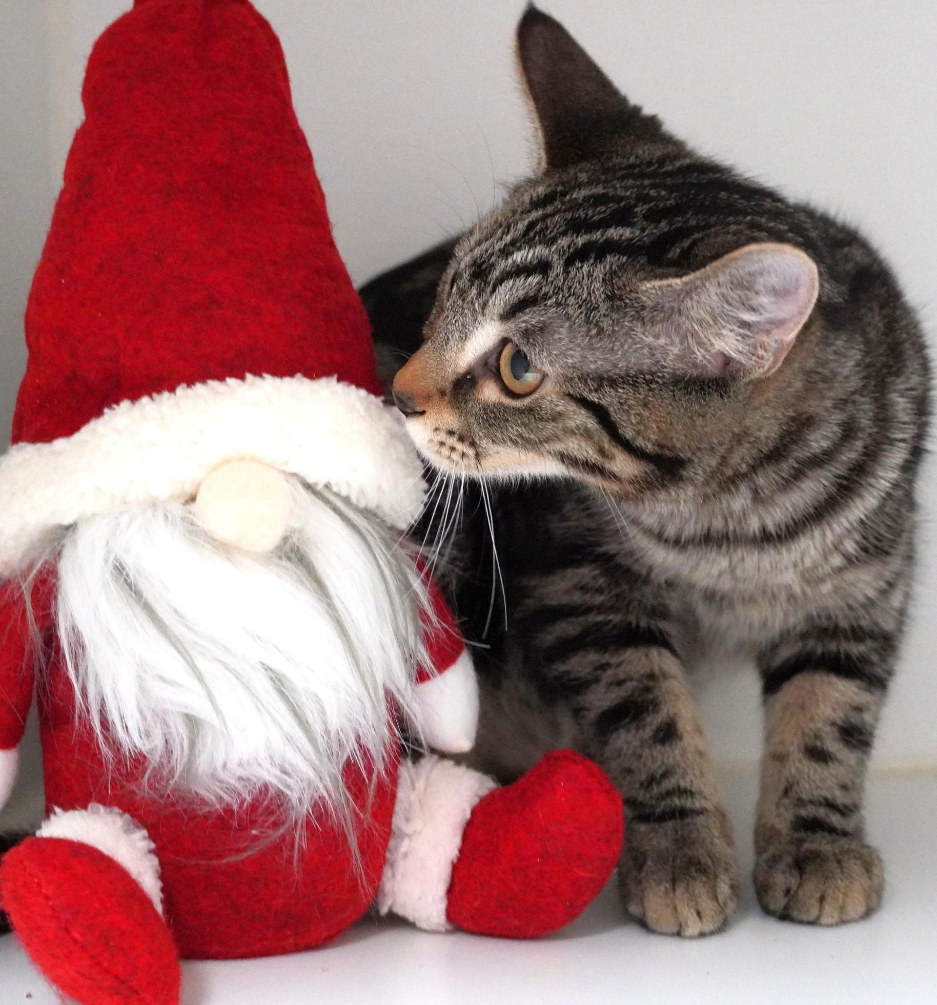 Gretel, ADOPTABLE, Kitten Female Domestic Short Hair.