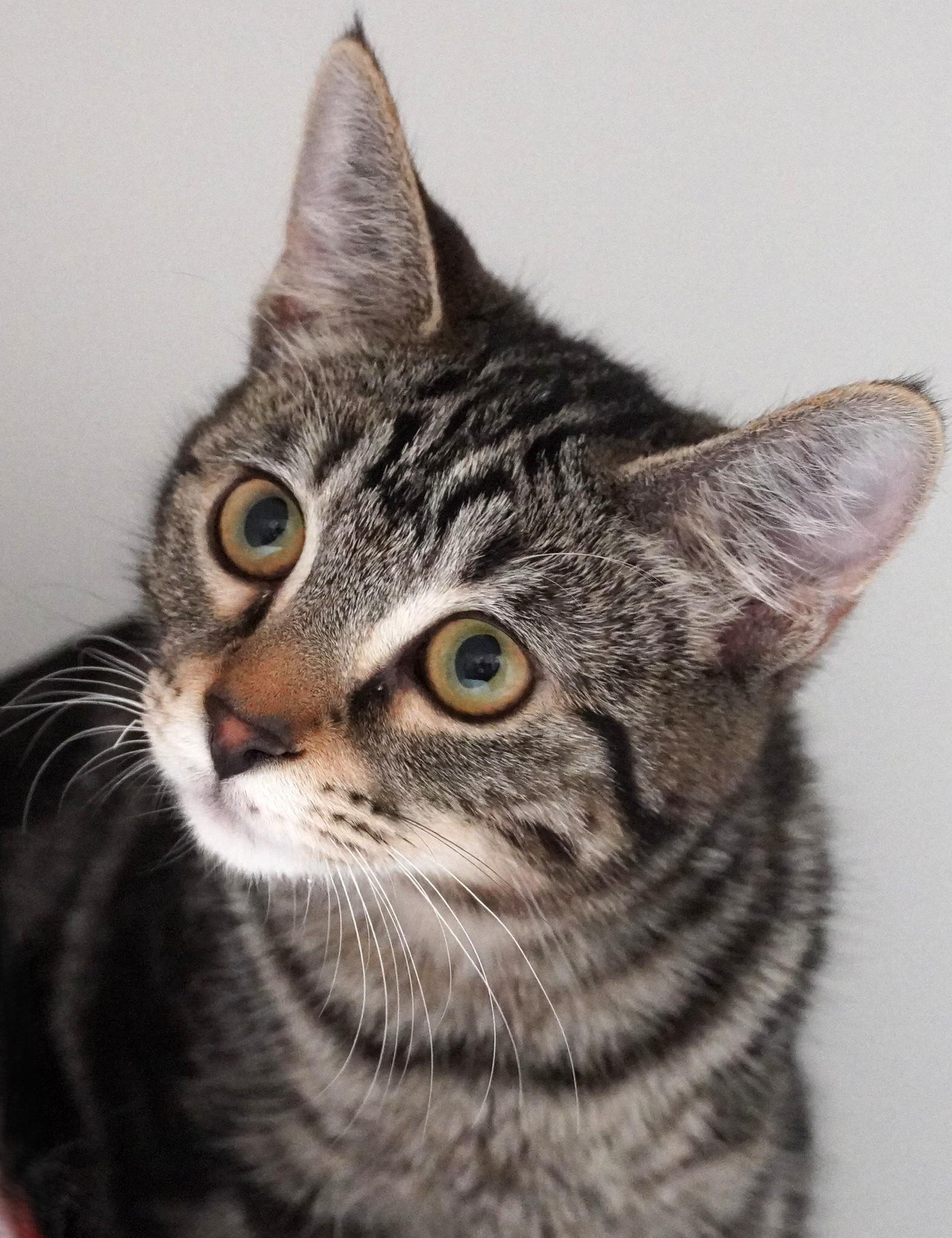 Gretel, a ADOPTABLE Domestic Short Hair in Grants Pass, OR image 2/3