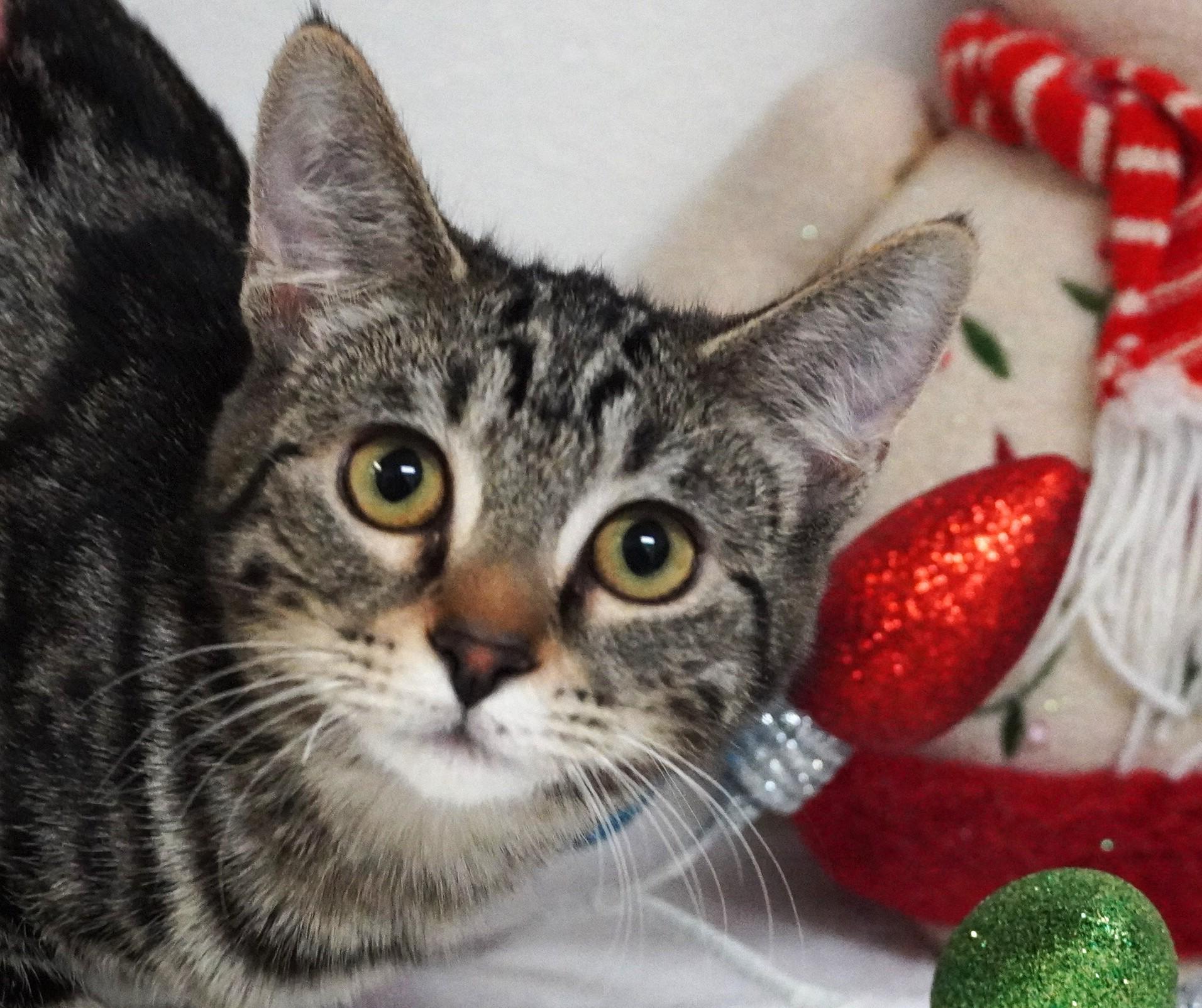 Gretel, a ADOPTABLE Domestic Short Hair in Grants Pass, OR image 3/3