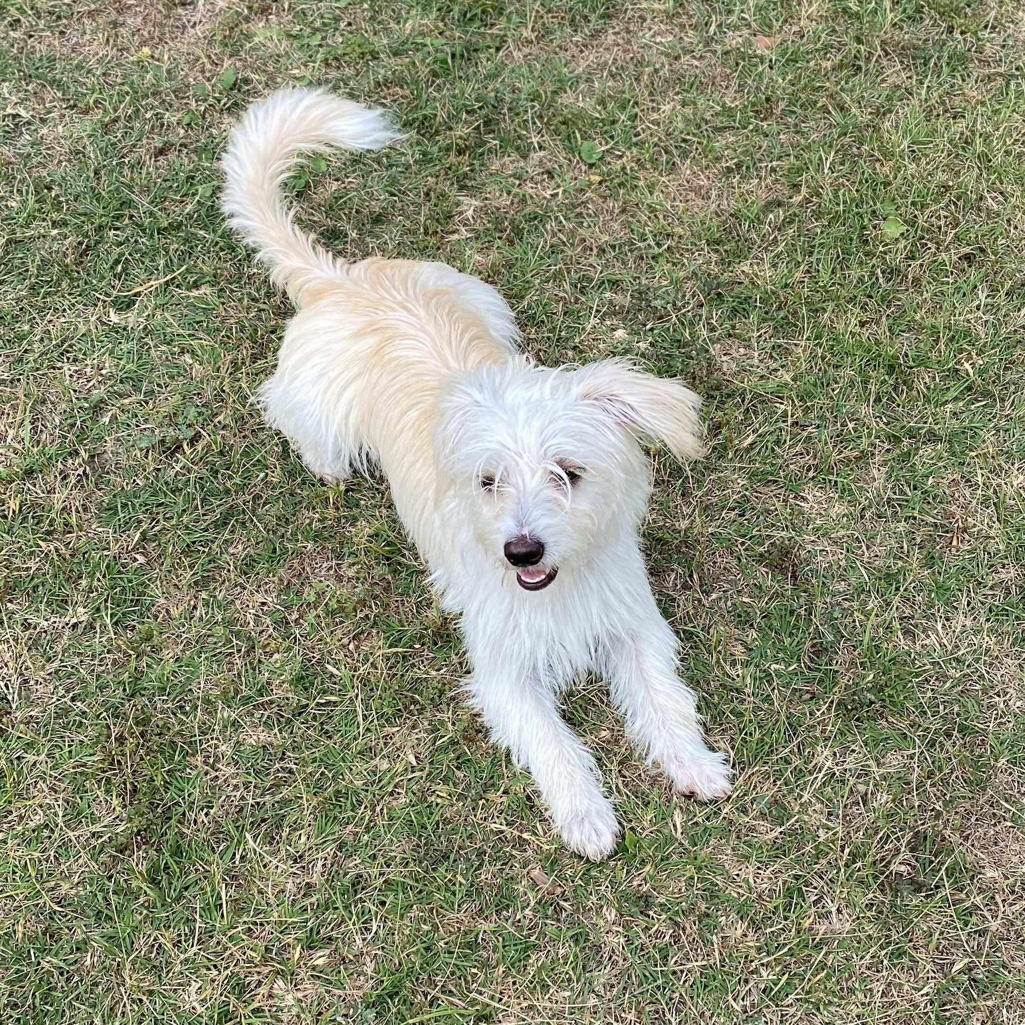 Gigi