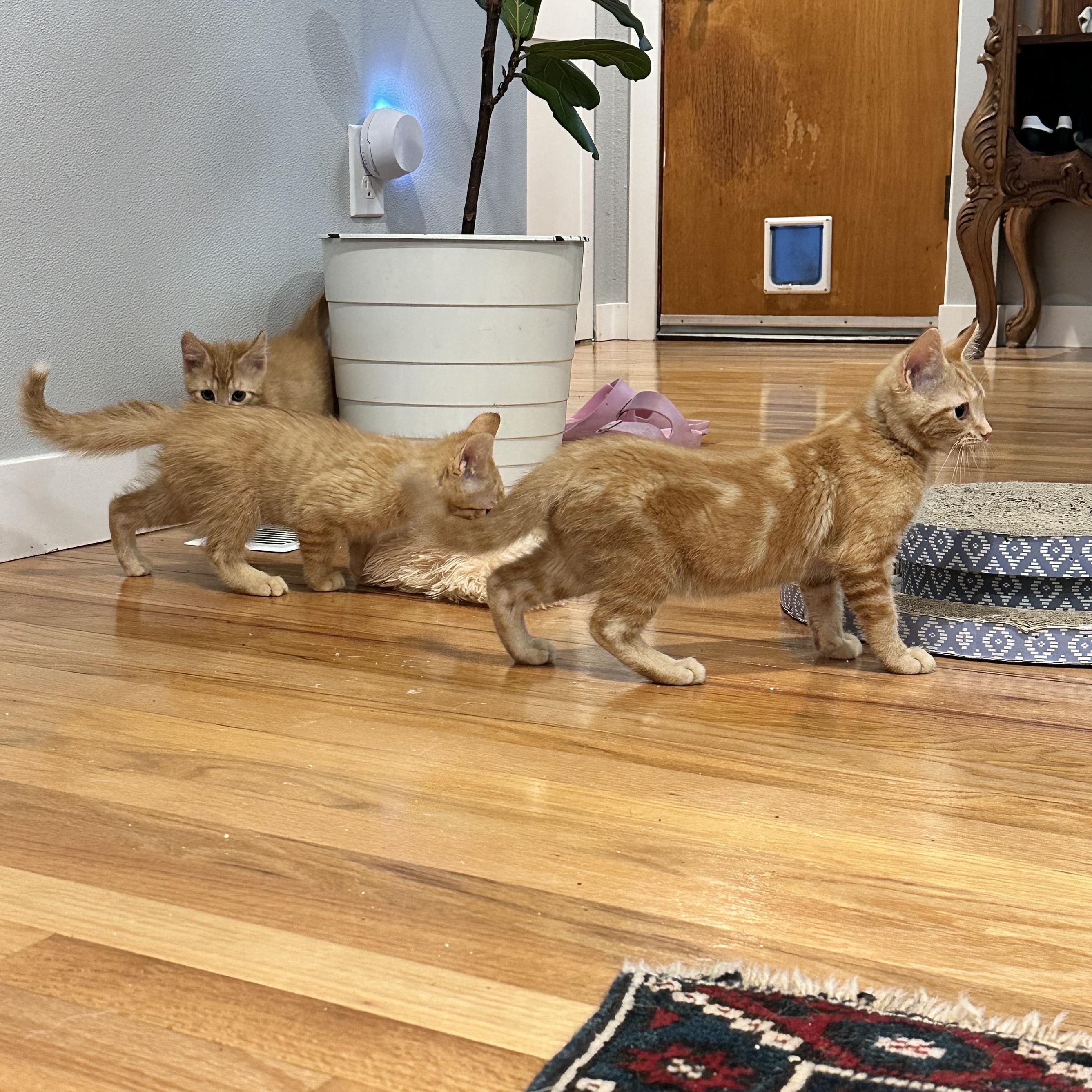 Enlarge G.O. - (AB), an adoptable Domestic Short Hair in Burlington, WA image 2/5