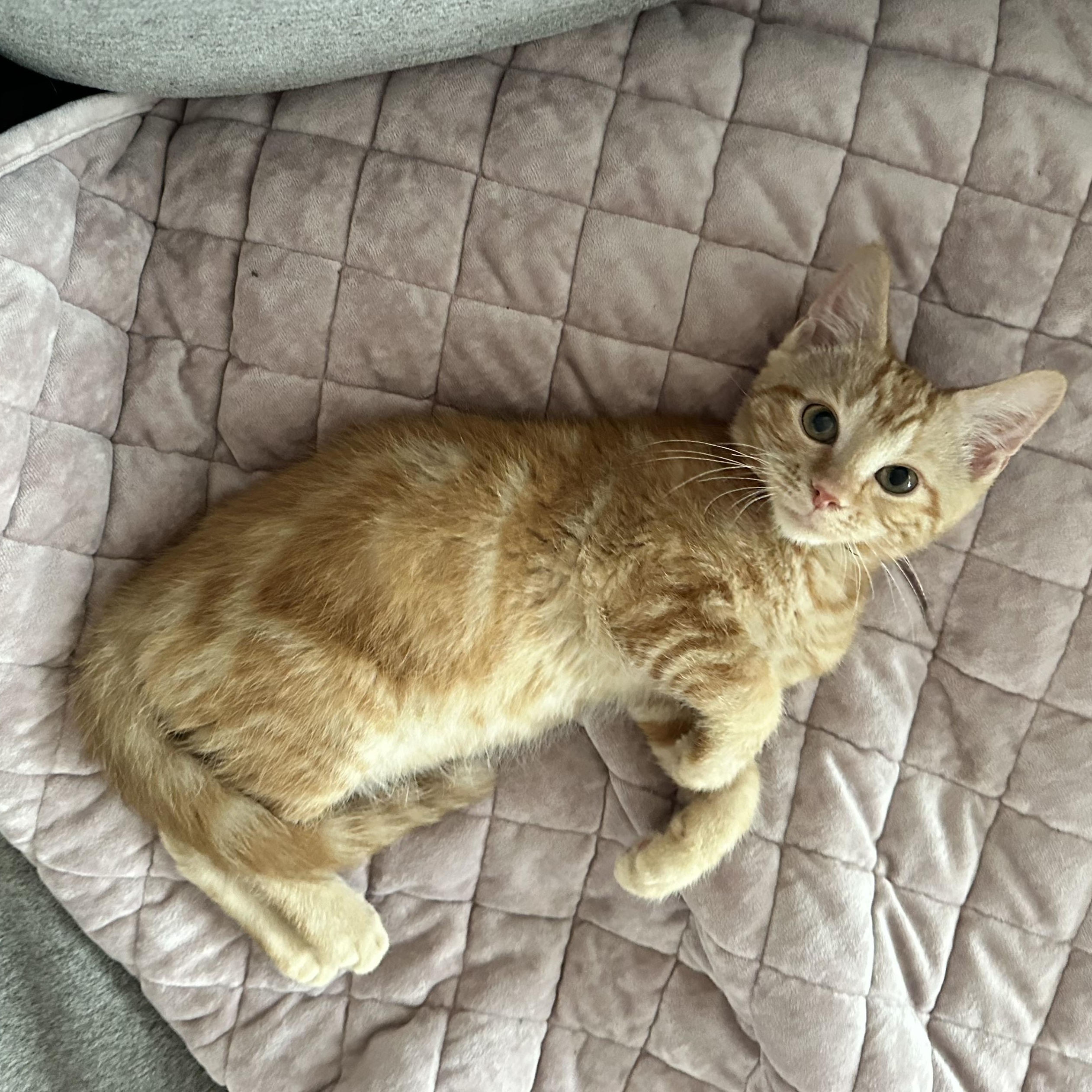 Enlarge G.O. - (AB), an adoptable Domestic Short Hair in Burlington, WA image 3/5
