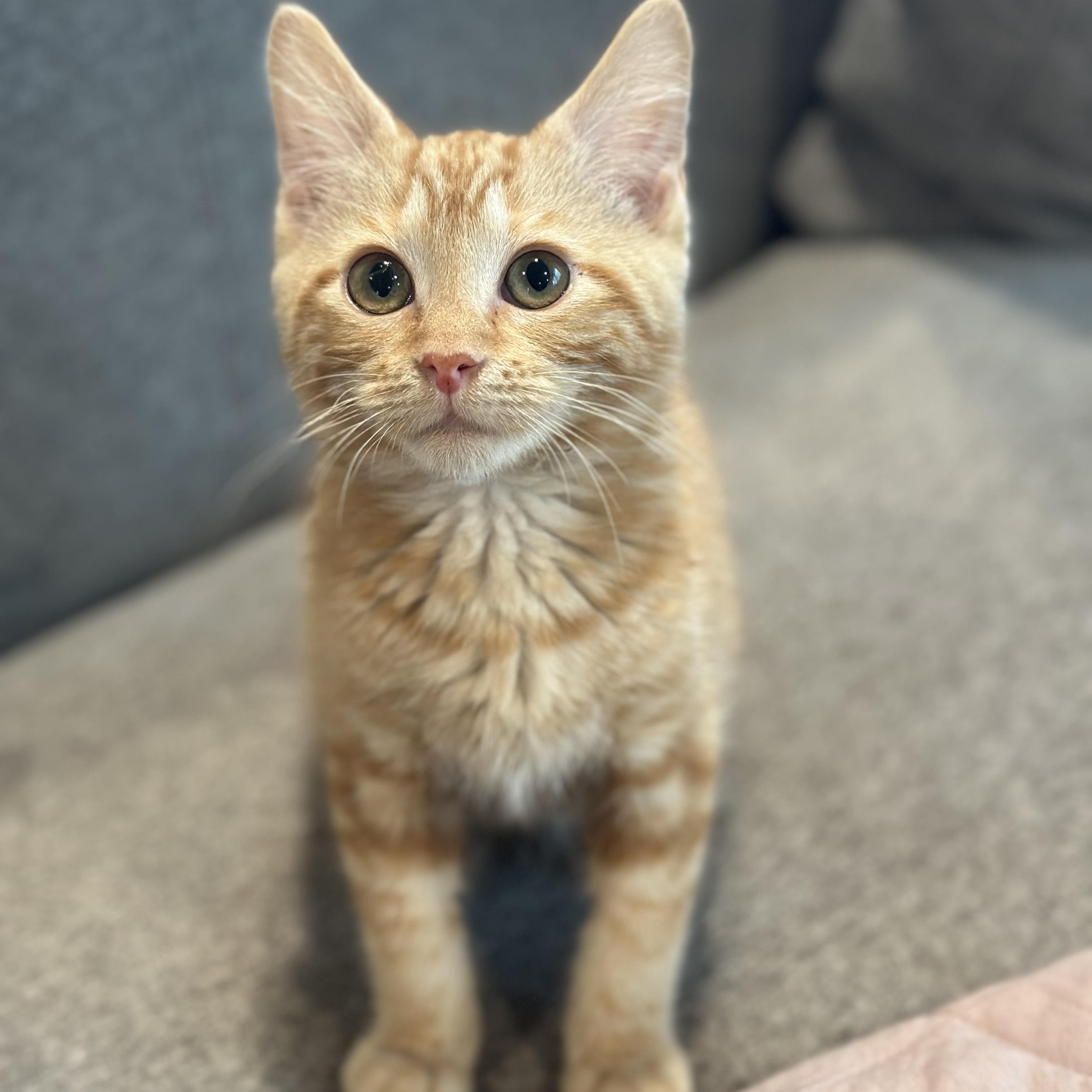 Enlarge G.O. - (AB), an adoptable Domestic Short Hair in Burlington, WA image 1/5