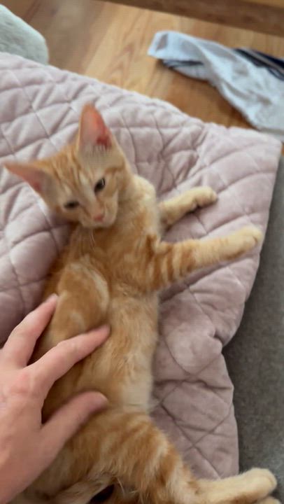 Enlarge G.O. - (AB), an adoptable Domestic Short Hair in Burlington, WA video 4/5