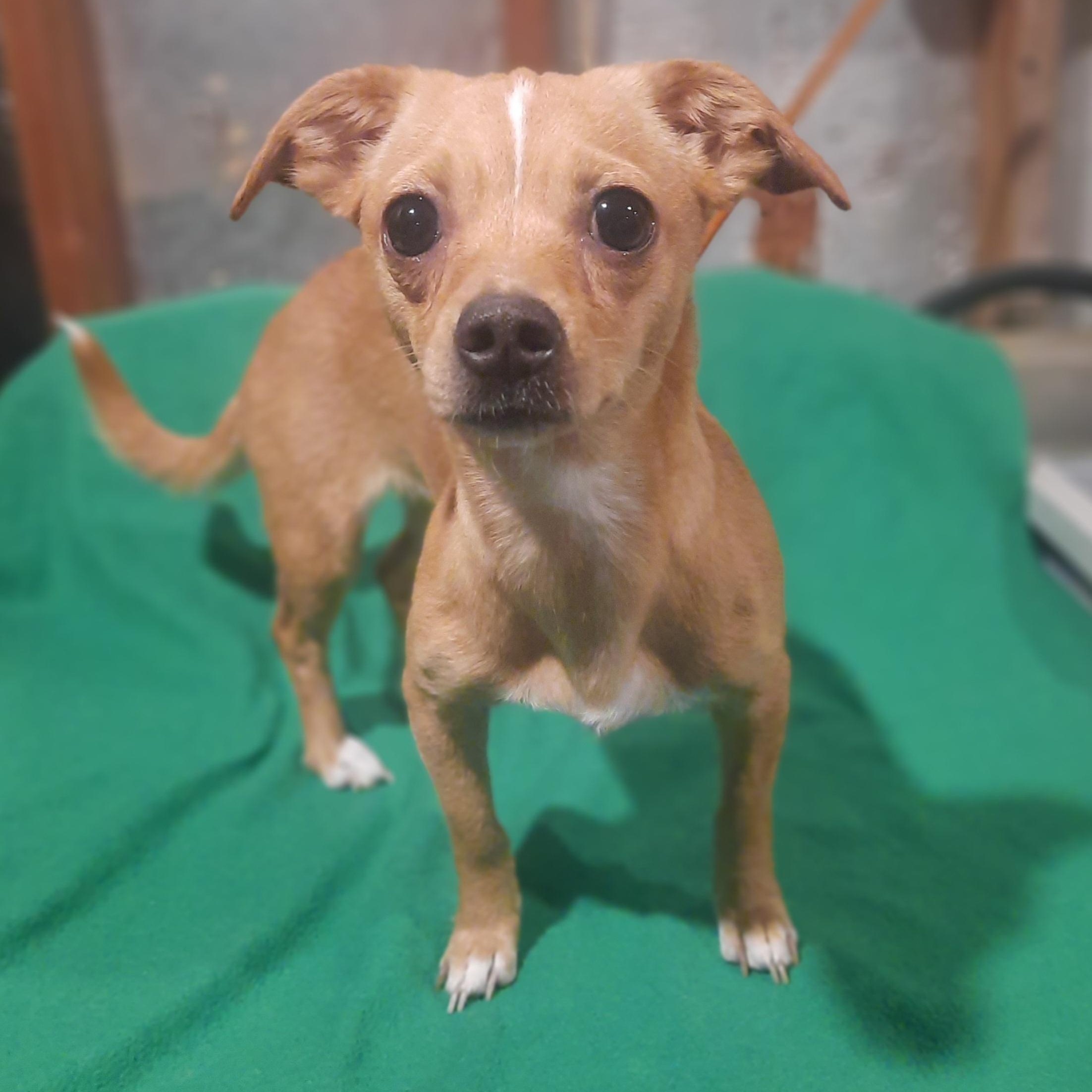 Lola, adopted, Young Female Chiweenie.