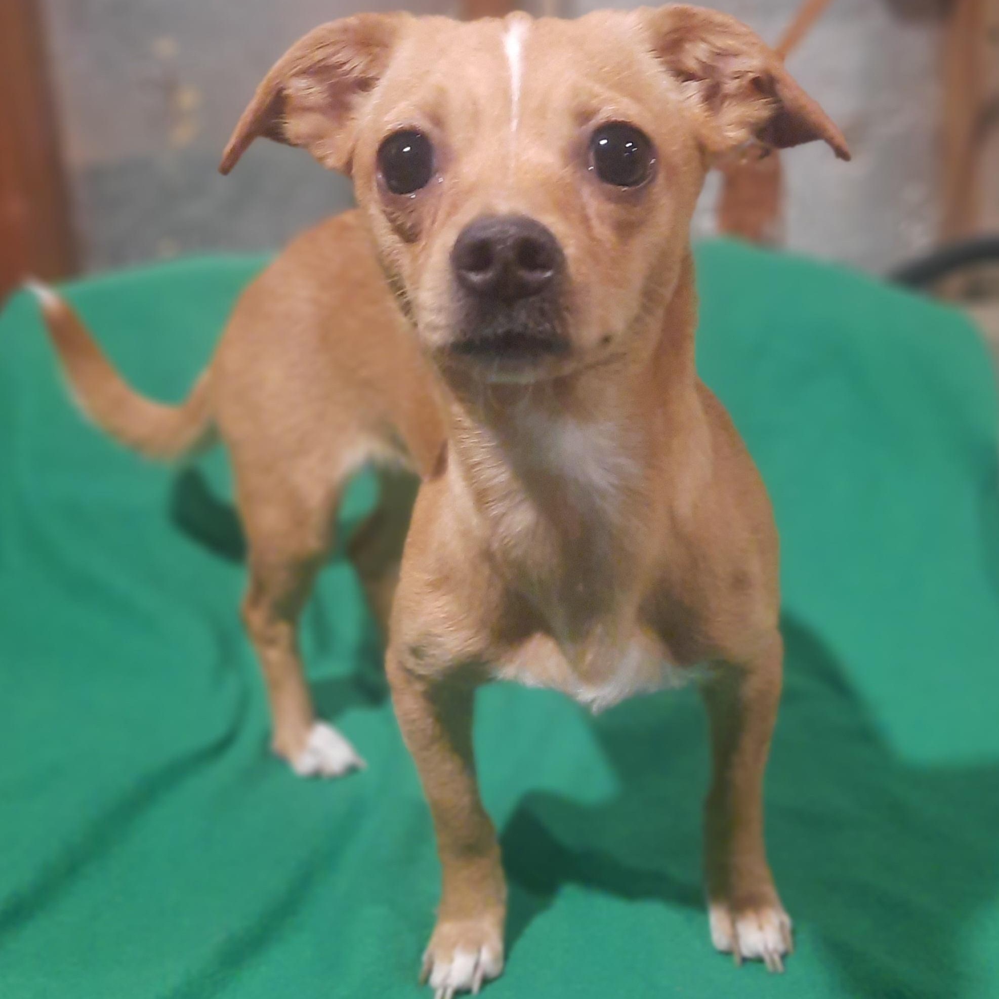 Lola, an adopted Chiweenie in Raeford, NC image 3/3