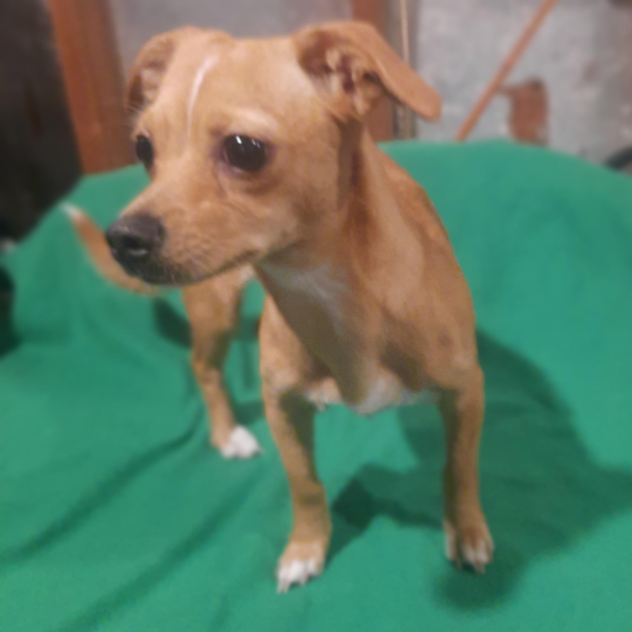 Lola, an adopted Chiweenie in Raeford, NC image 2/3