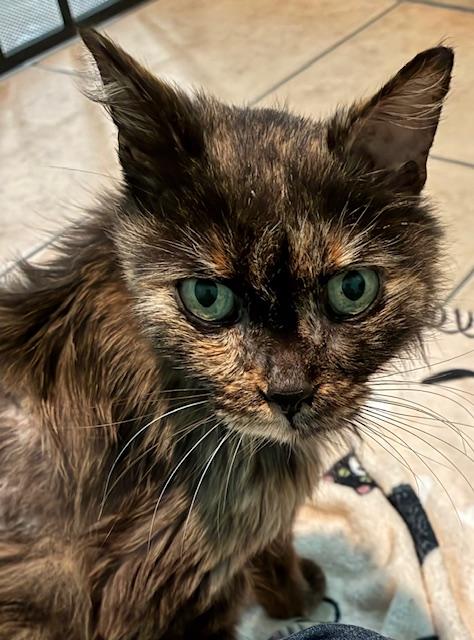 Ariel, adopted, Senior Female Tortoiseshell.
