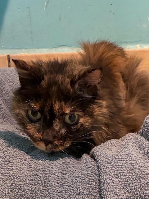 Enlarge Ariel, an adopted Tortoiseshell in Canoga Park, CA image 3/3