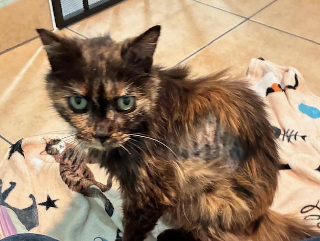 Enlarge Ariel, an adopted Tortoiseshell in Canoga Park, CA image 2/3
