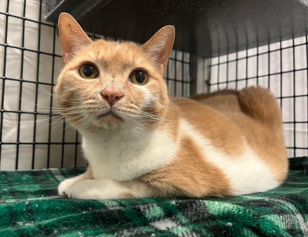 Saranac, Adoptable, Senior Female Domestic Short Hair.