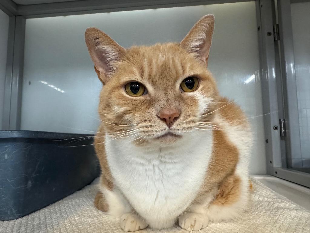 Enlarge Saranac, a Adoptable mixed breed in Raleigh, NC image 2/6